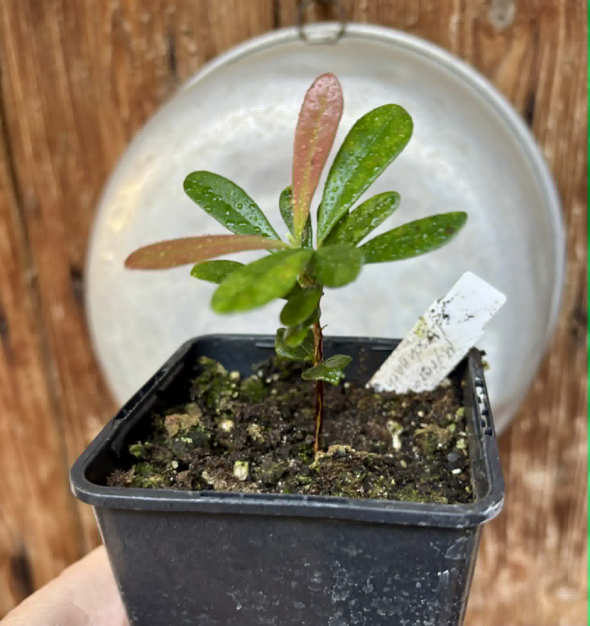 Myrcia luschnathiana -  1 potted seedling / 1 getopfter Sämling