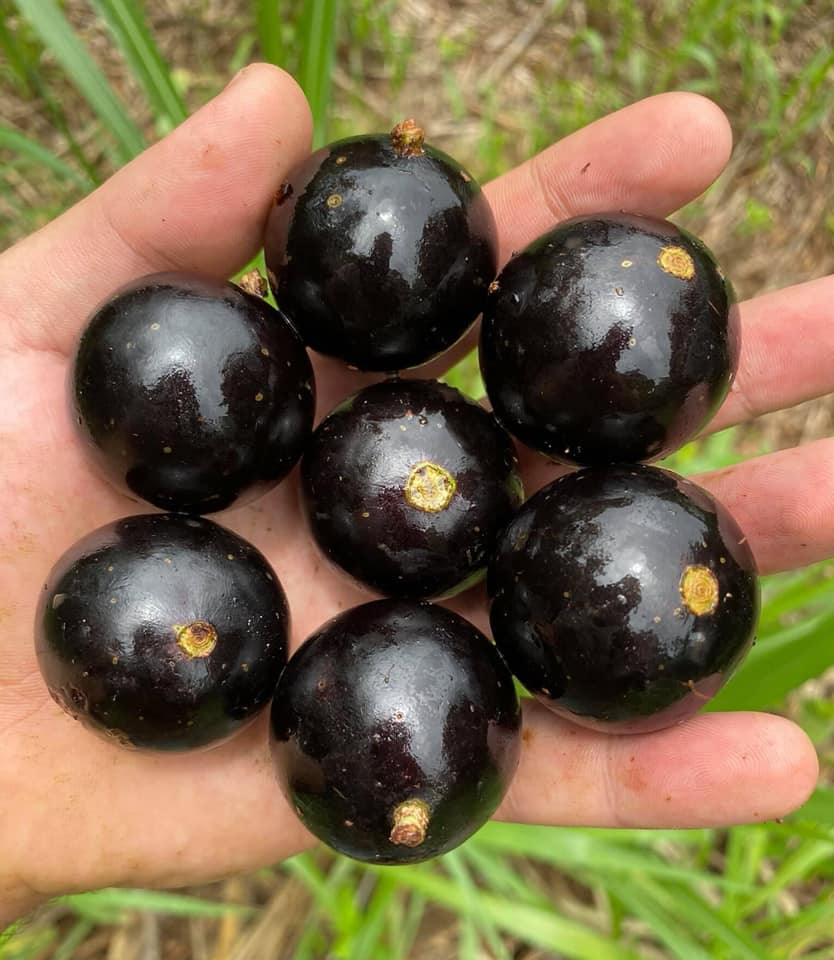 Plinia coronata var. Olho de Boi Seleção - 1 fresh seed / 1 frischer Samen