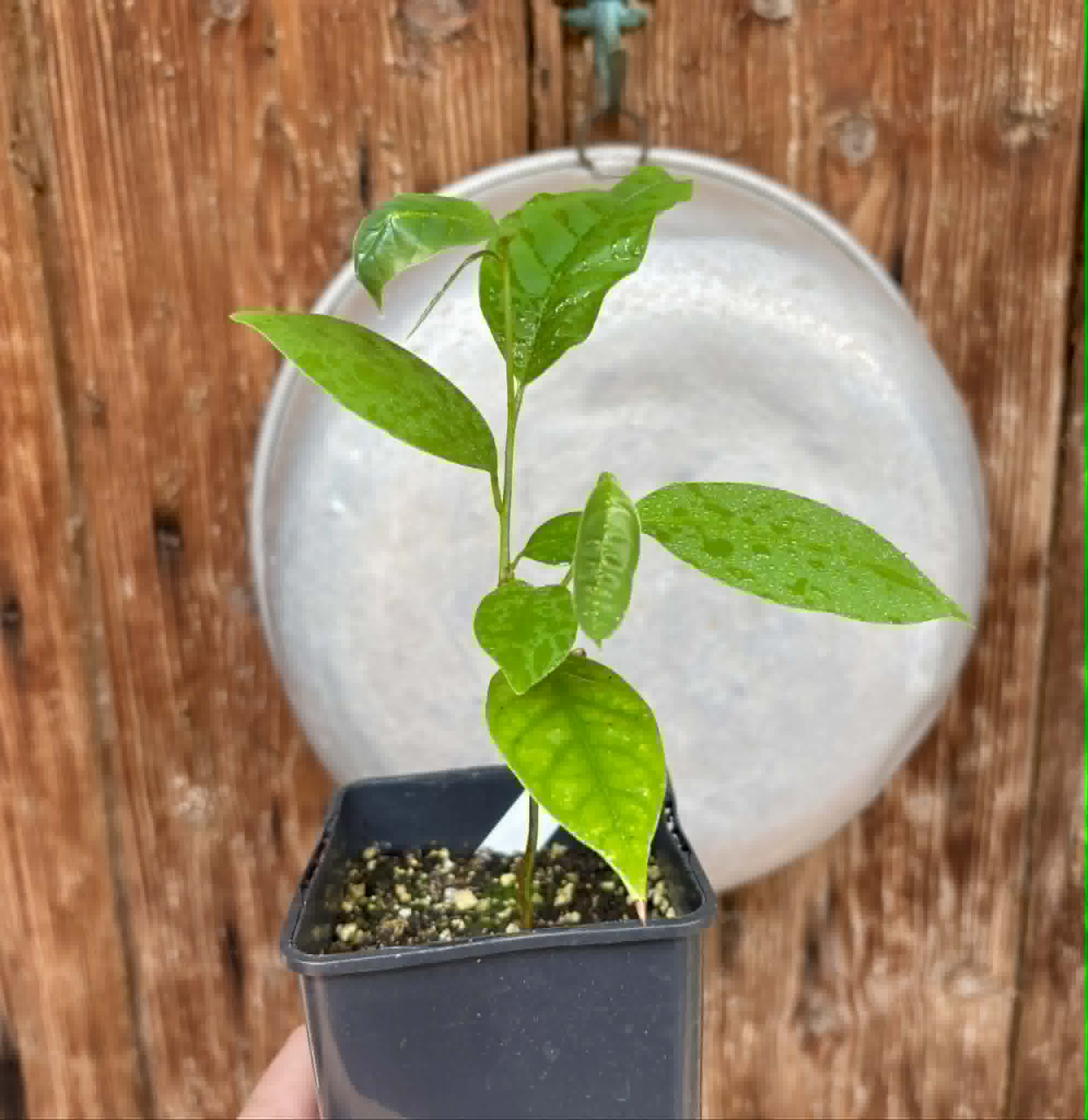 Annona rensoniana  - 1 potted seedling / 1 getopfter Sämling