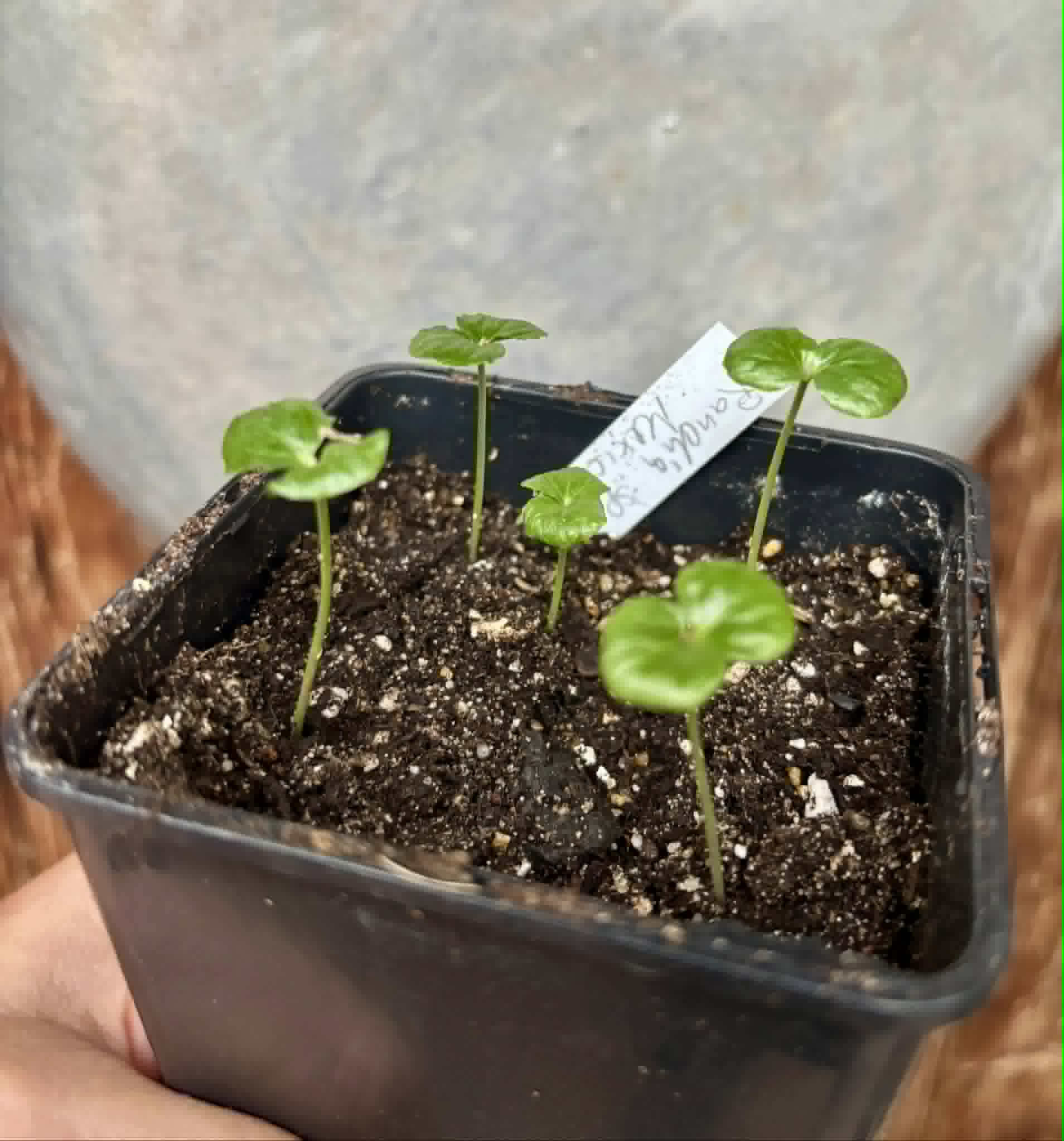 5 in 1 pot - Randia sp Mexico  - 5 seedlings in one pot / 5 Sämlinge in einem Topf