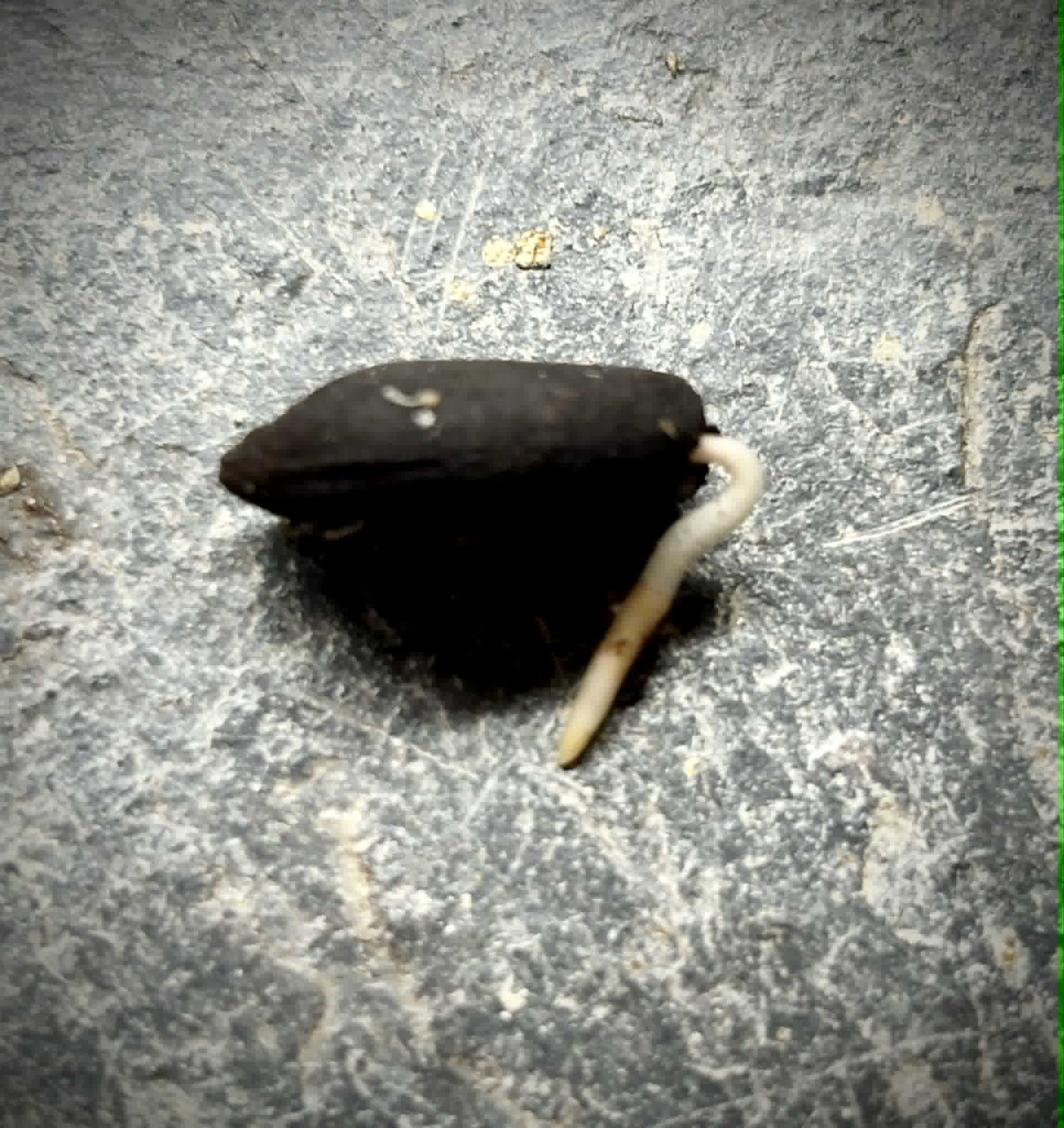 Yara Yara (Duguetia lepidota)  - 1 germinated seed / 1 germinated seed