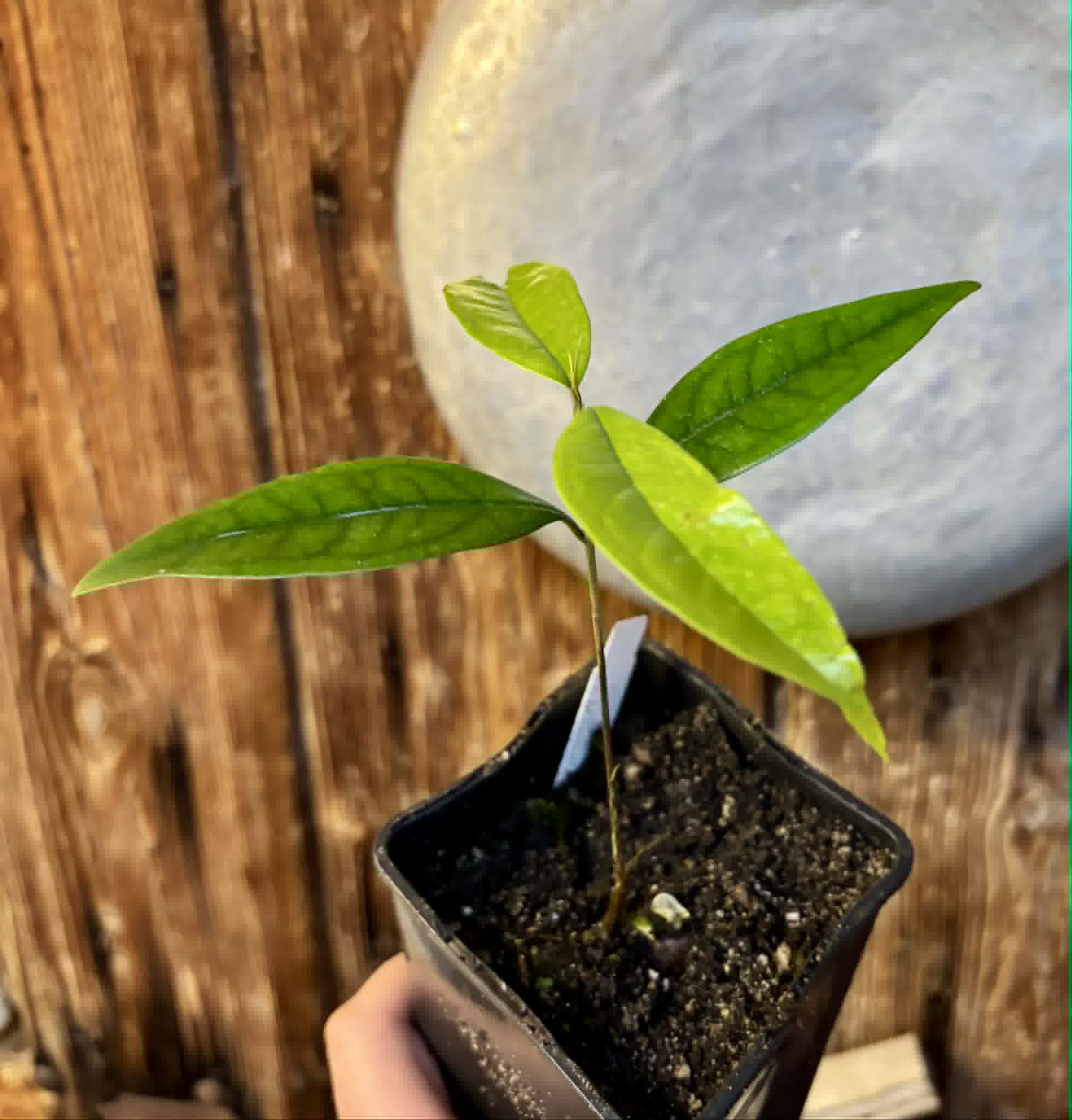 Eugenia sp Vinacea - 1 potted seedling / 1 getopfter Sämling