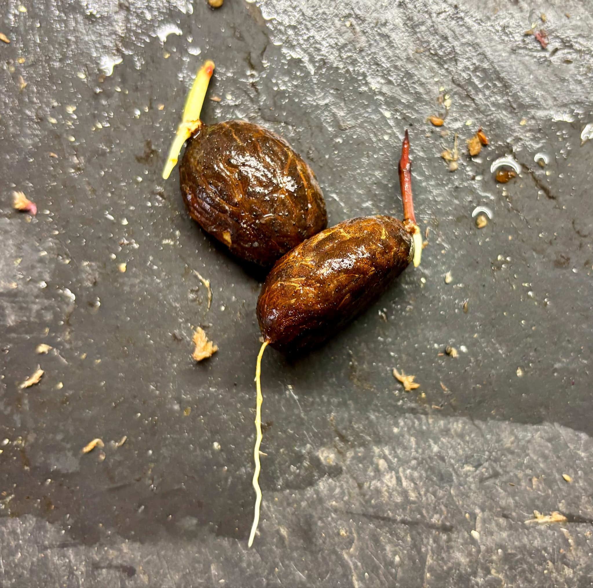 Garcinia bahiensis - 1 germinated seed / 1 gekeimter Samen