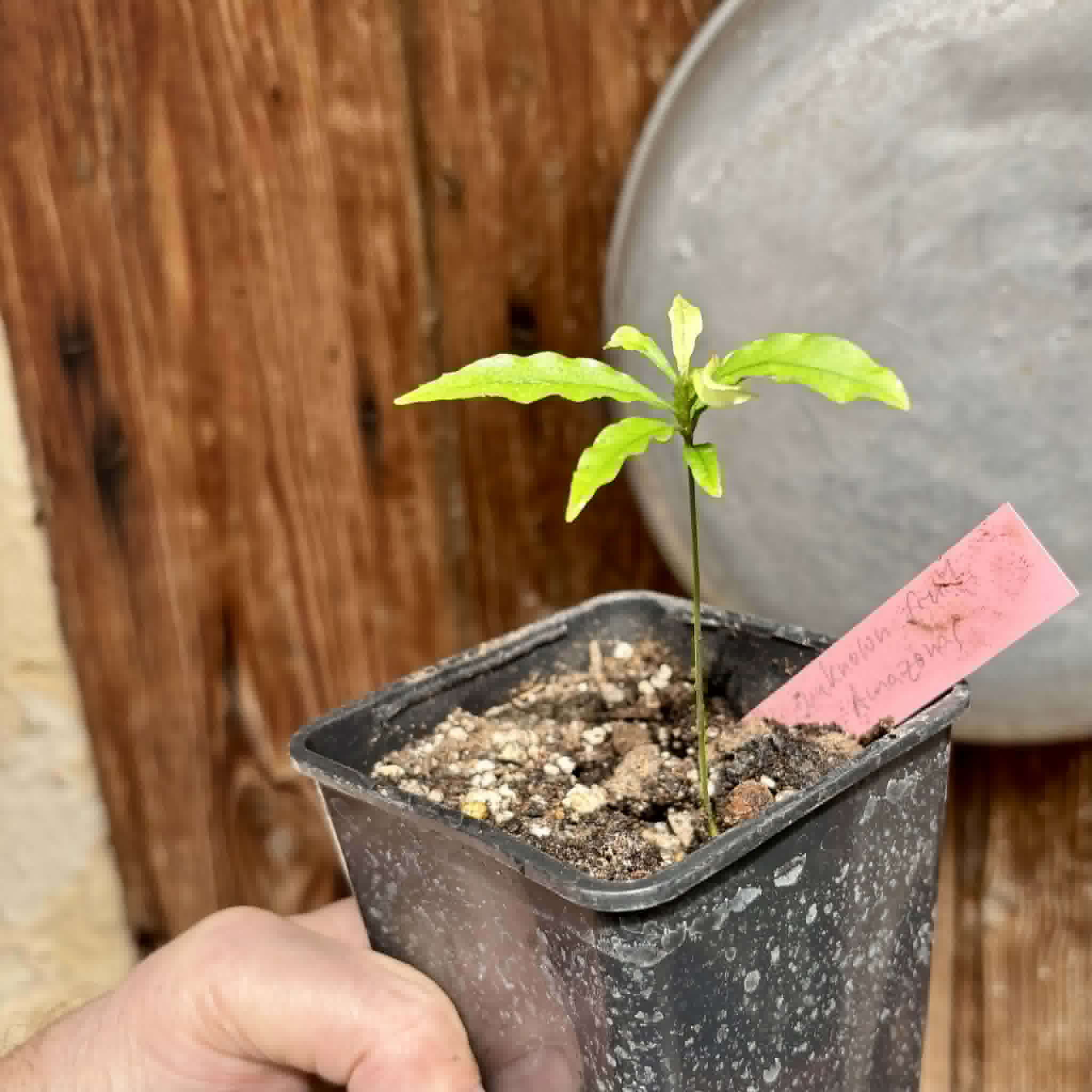 Unknown fruit from Amazonas Rondonia Brasil - 1 potted seedling / 1 getopfter Sämling