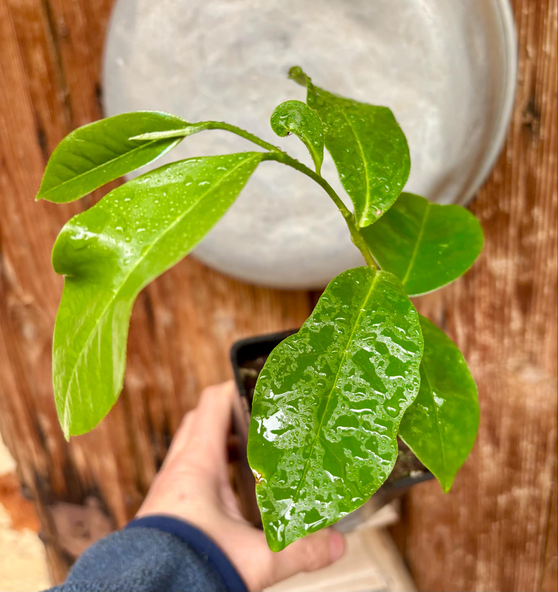 Annona montana - Mountain Soursop - 1 potted plant / 1 getopfte Pflanze