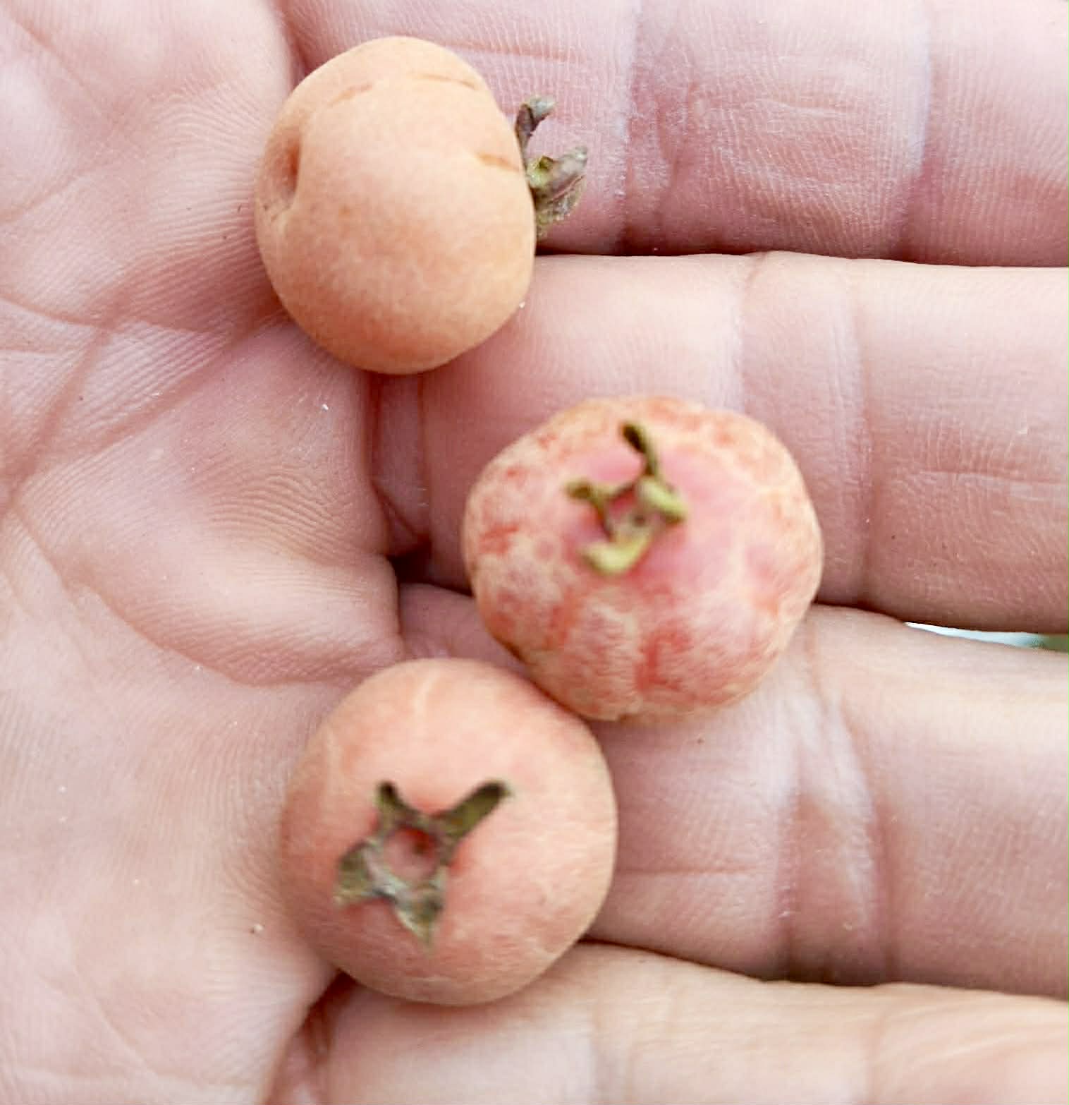 Pre Order - Eugenia sp Pitanguinha Orange - 1 fresh seed / 1 frischer Samen