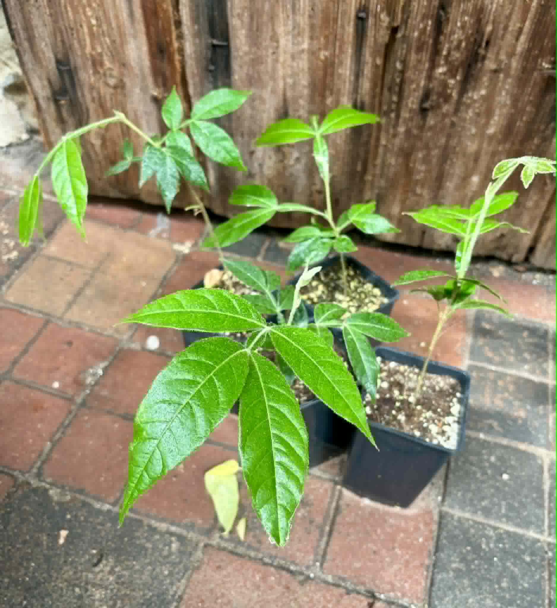 Inga velutina  - 1 potted seedling / 1 getopfter Sämling
