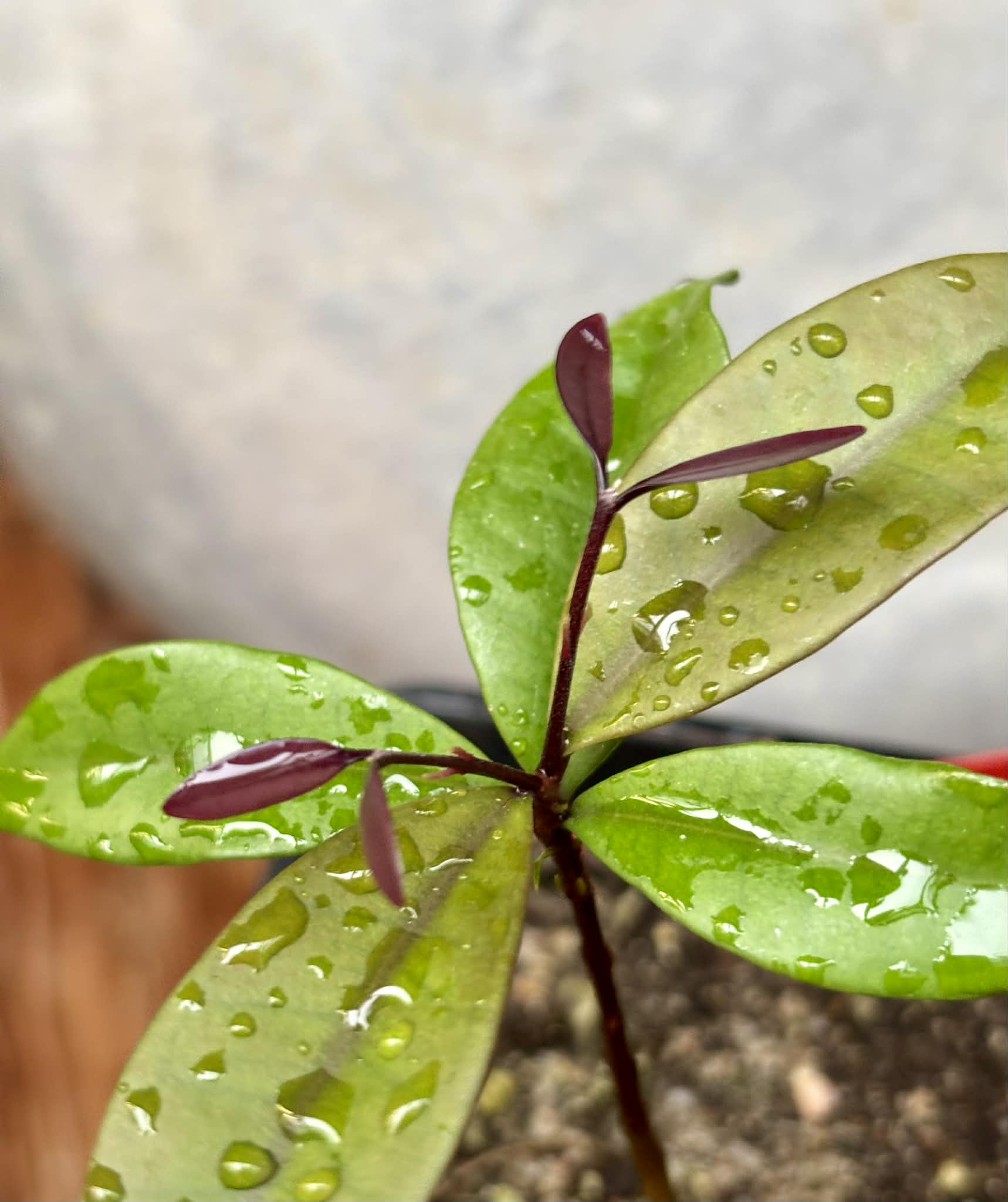 Eugenia sp Independencia - 1 potted seedling / 1 getopfter Sämling