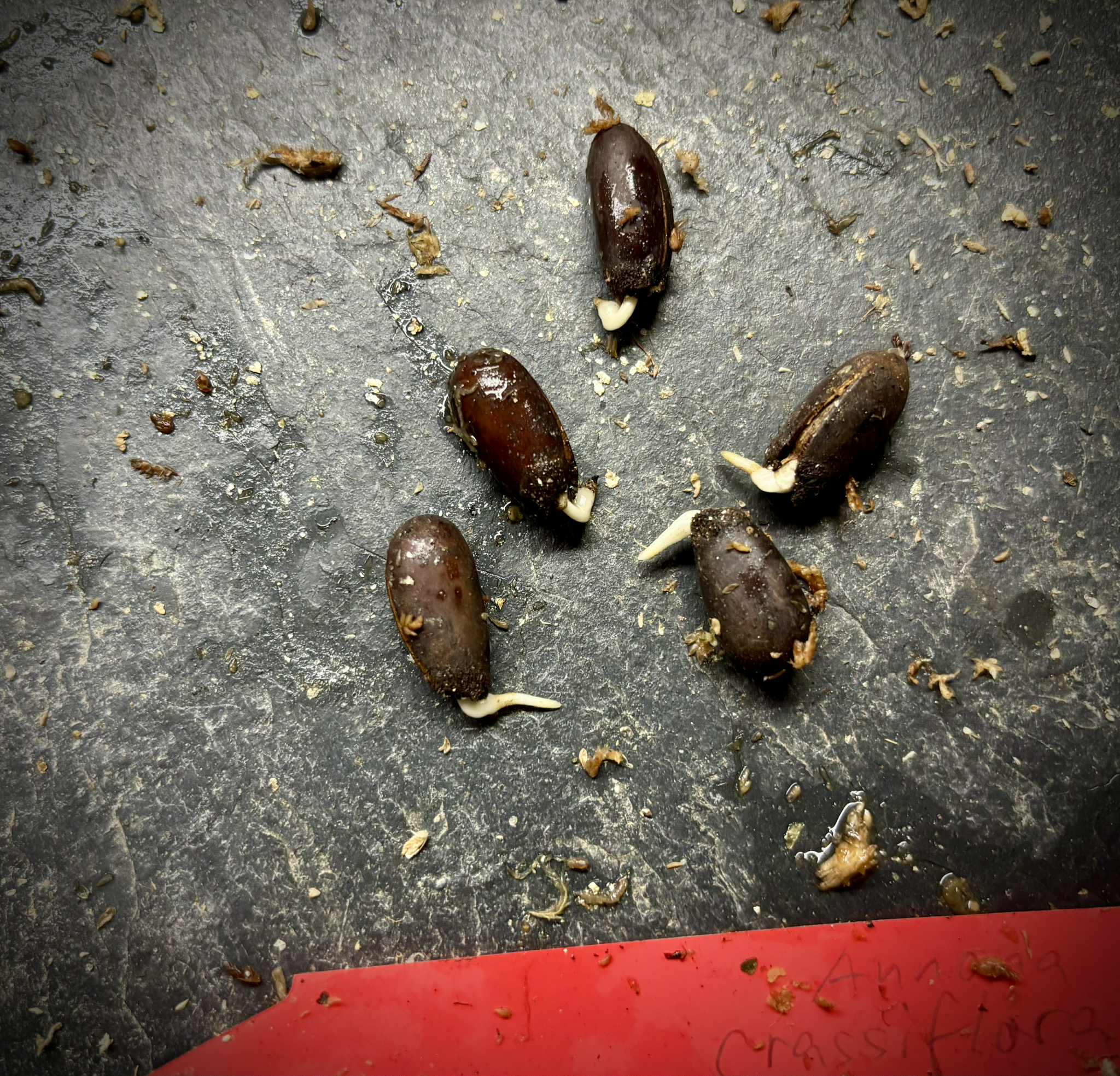 Annona crassiflora - Marolo - 1 germinated seed / 1 gekeimter Samen