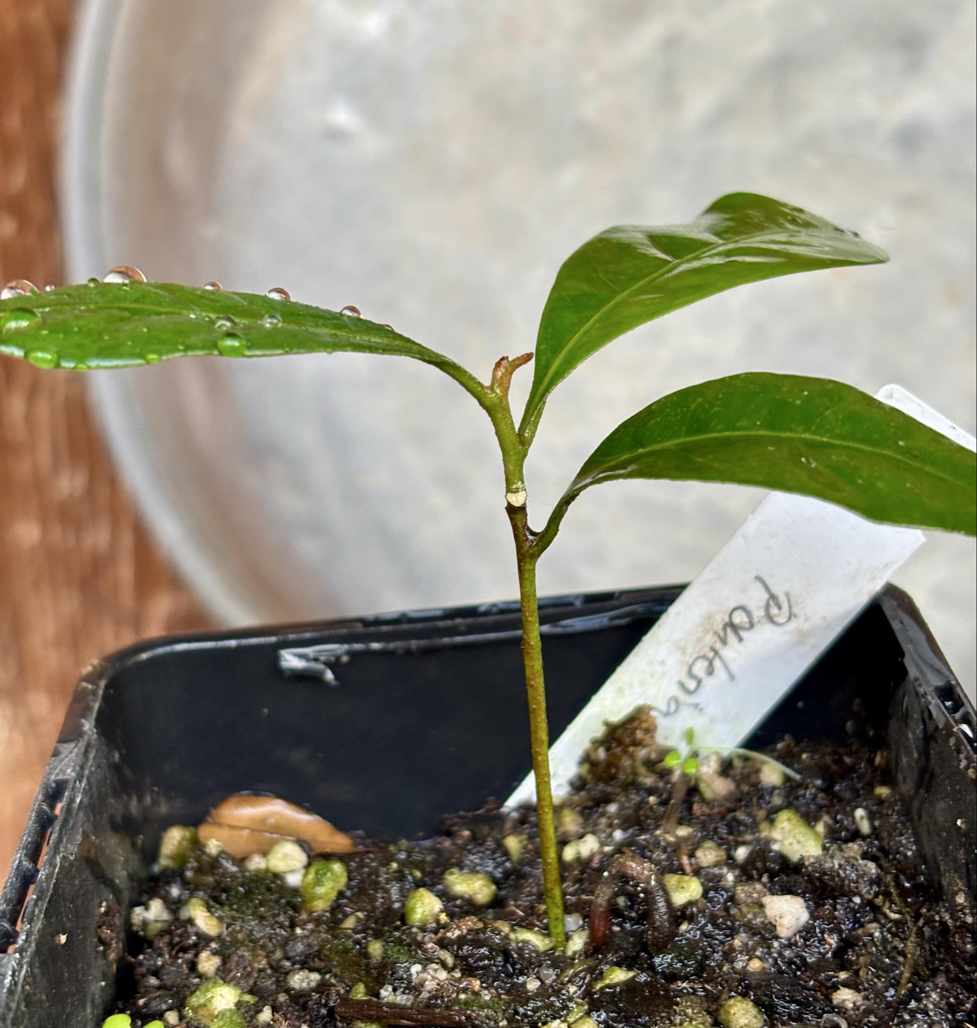 Pouteria bangii - 1 potted plant / 1 getopfte Pflanze