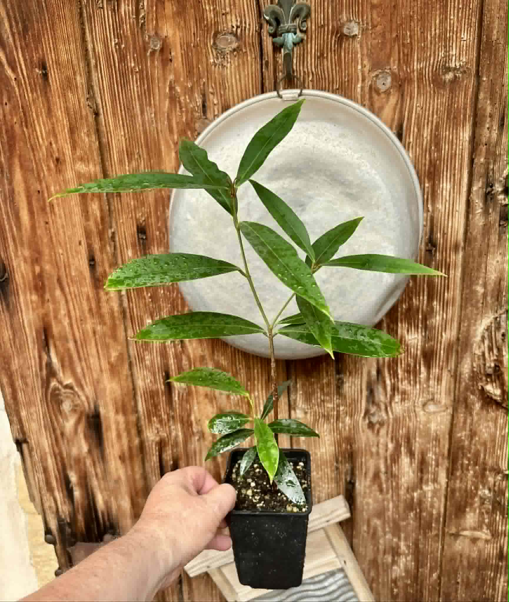 Eugenia sp Jambo da Mata -  1  potted seedling / 1 getopfter Sämling
