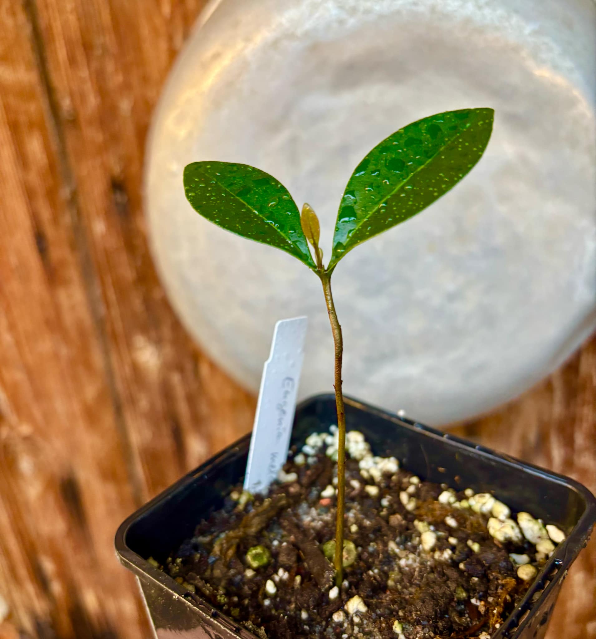 Piuna da Mata Atlantica (Eugenia melanogyna) - 1 small potted seedling / 1 kleiner, getopfter Sämling Piuna da Mata Atlantica (Eugenia melanogyna) - 1 small potted seedling / 1 kleiner, getopfter Sämling