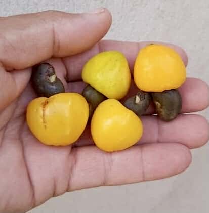 Cajuzinho - Anacardium humile - 2 fresh seeds / 2 frische Samen Cajuzinho - Anacardium humile - 2 fresh seeds / 2 frische Samen