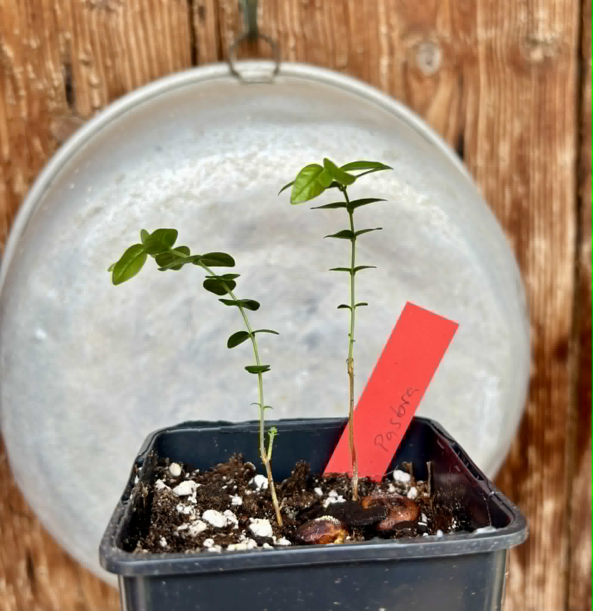 2 in 1 pot - Myrciaria sp Pastora - 2 seedlings in one pot / 2 Sämlinge in einem Topf