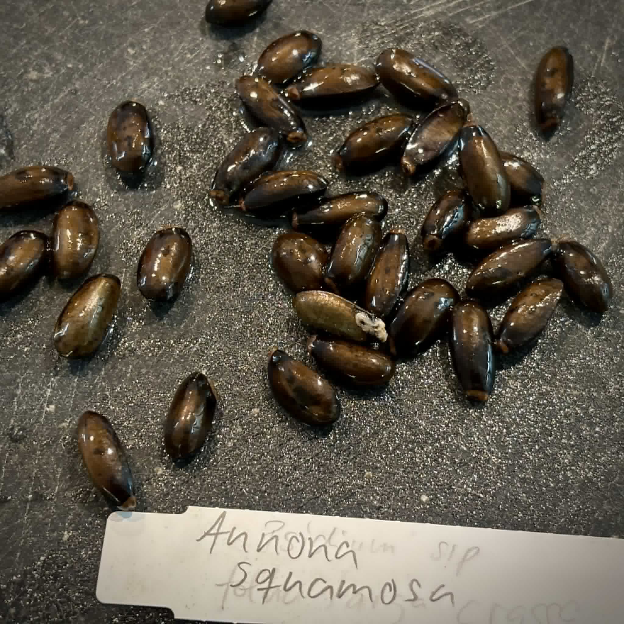 Annona squamosa - 1 fresh seed / 1 frischer Samen