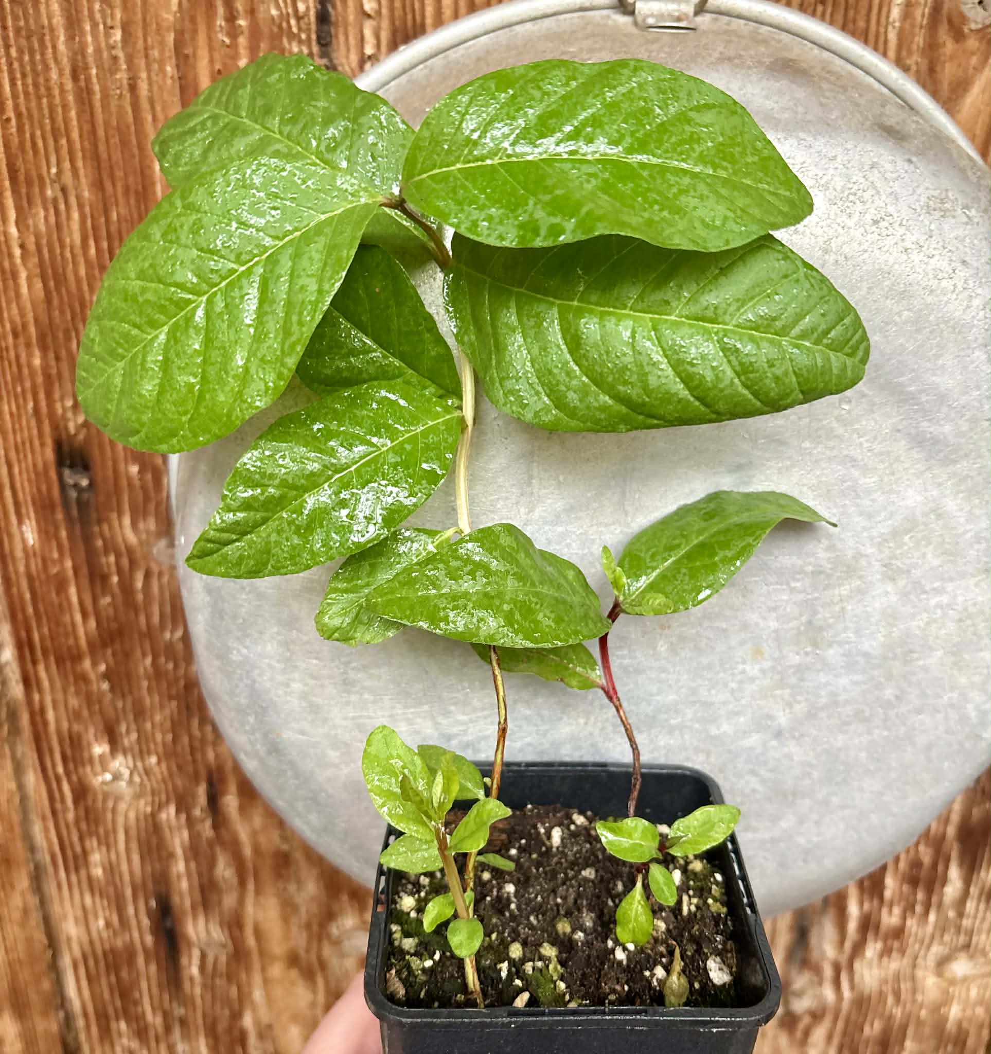 2 different Guava - Red Malaysian Guava and Peach Guava  - 2 plants in one pot / 2 Pflanzen in einem Topf