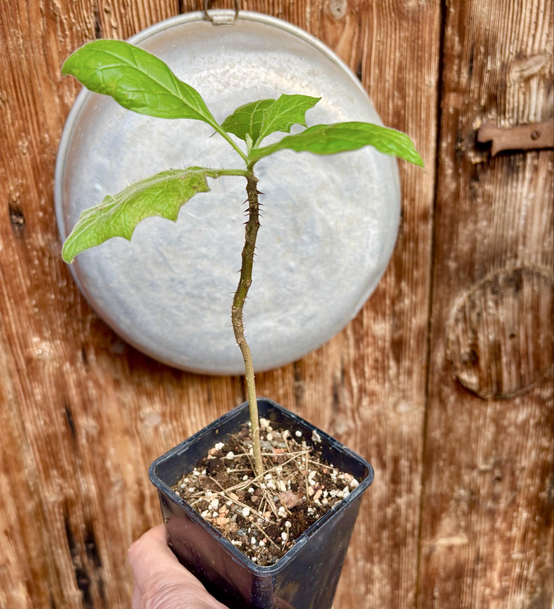 Juã-Açu - Solanum oocarpum - 1 potted plant / 1 getopfte Pflanze