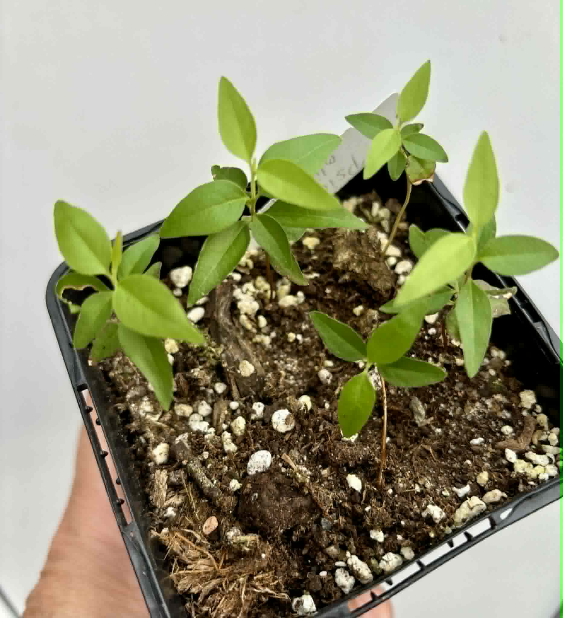5 in 1 pot - Guayabita (Psidium oligospermum) - 5 seedlings in one pot / 5 Sämlinge in einem Topf
