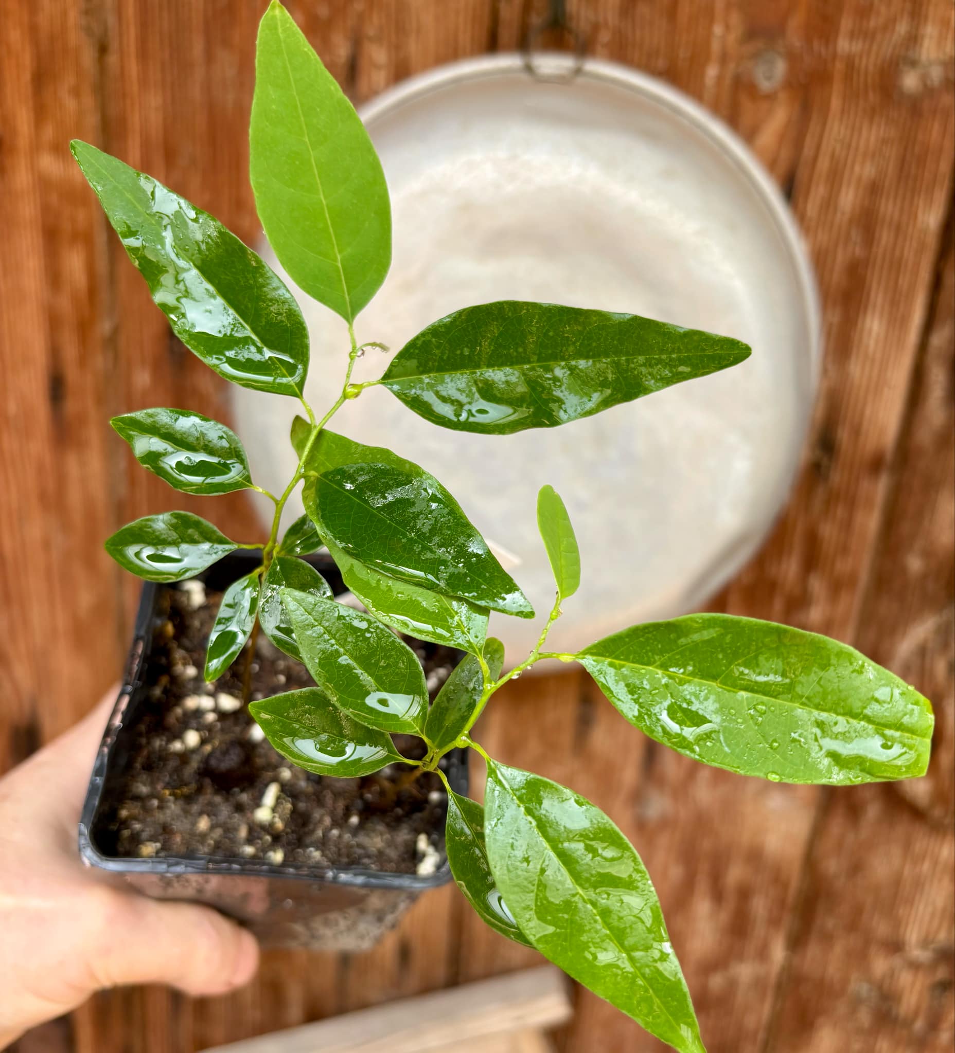 Annona emarginata - 2 potted plants in one pot / 2 getopfte Pflanze in einem Topf