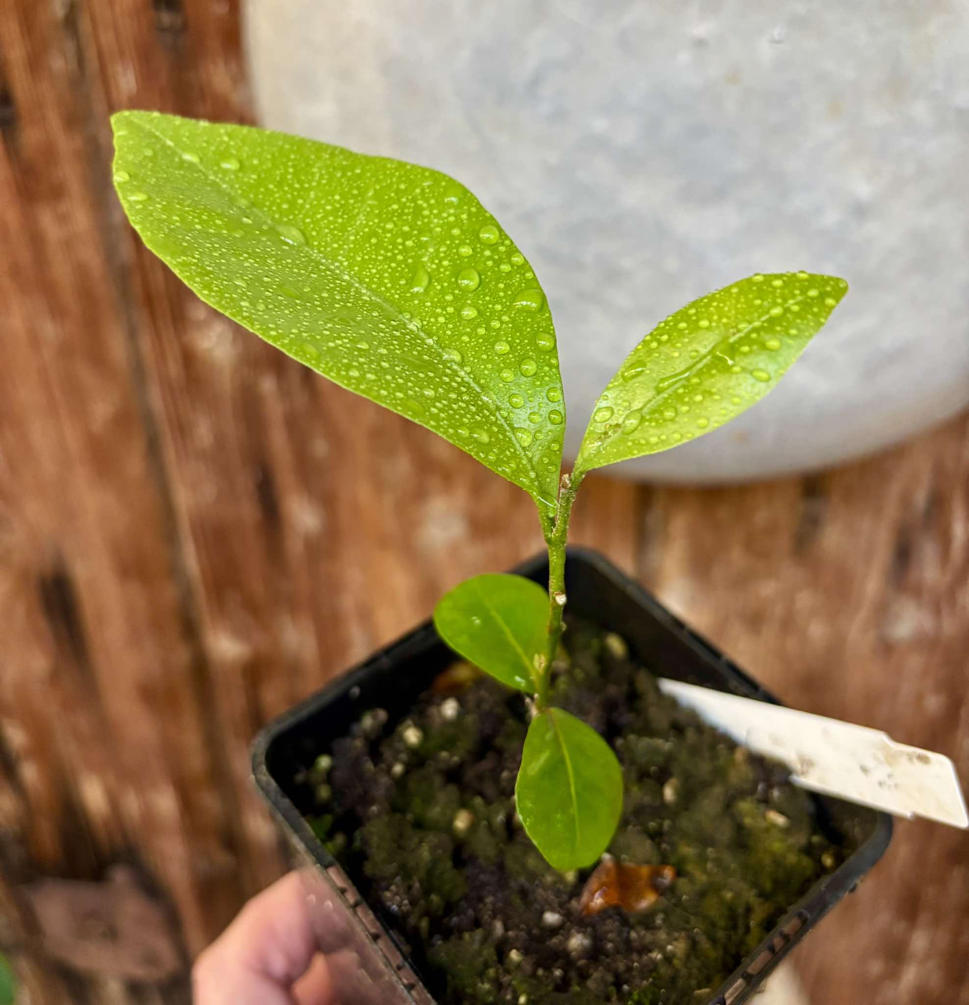 Glycosmis pentaphylla - Orangeberry / Ginberry -  1 small seedling / 1 kleiner Sämling