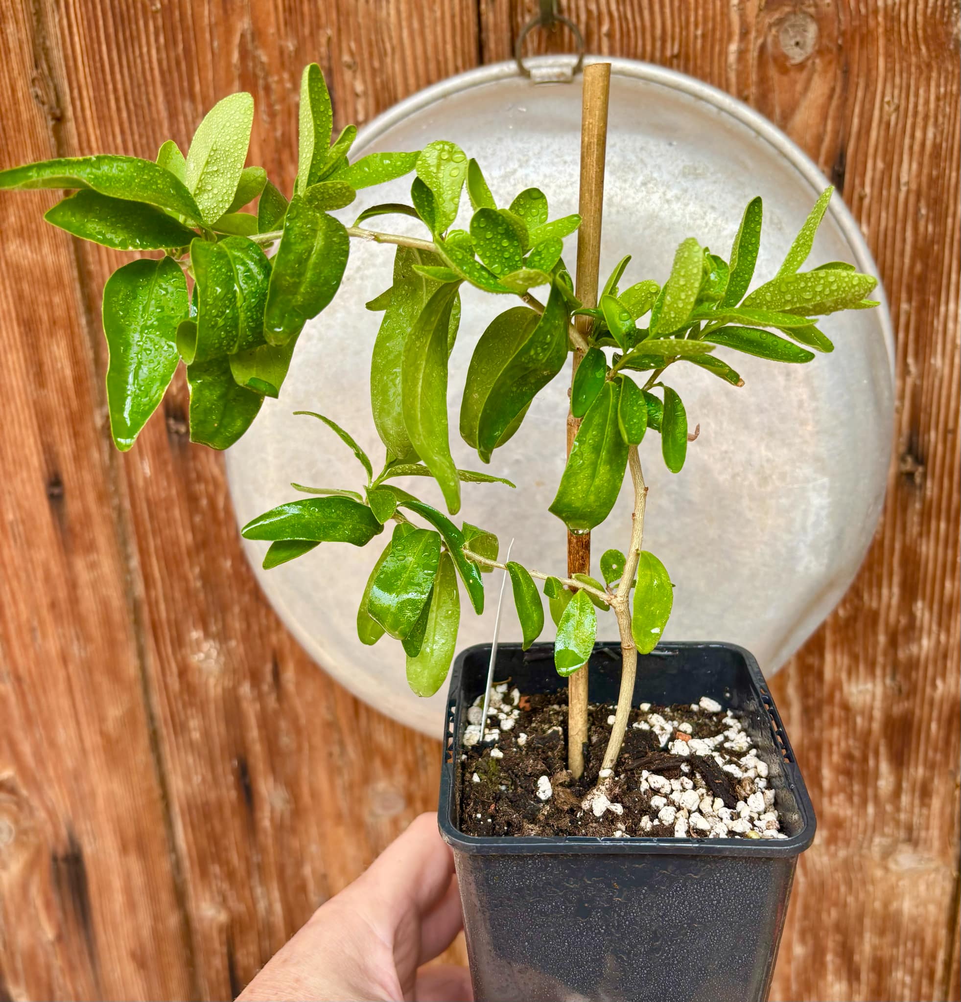 Kei Apple (Dovyalis caffra) Nr. 2 - 1 potted plant / 1 getopfte Pflanze Kei Apple (Dovyalis caffra) Nr. 2 - 1 potted plant / 1 getopfte Pflanze