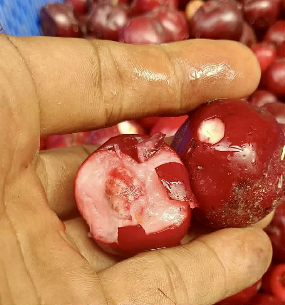 Pre Order - Syzygium rubrocarpum - 1 fresh seed / 1 frischer Samen