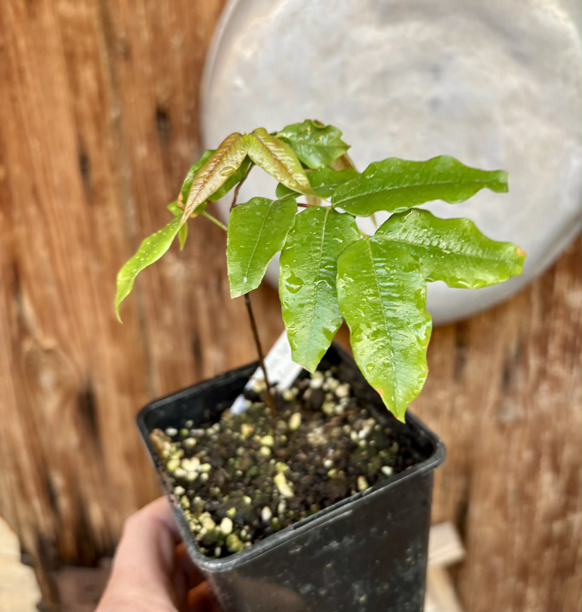 Myrciaria sp Jaboticaba - 1 potted plant / 1 getopfte Pflanze