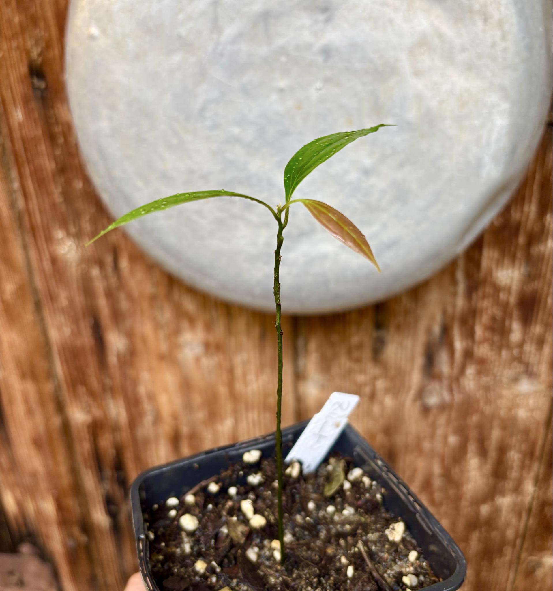 ZIMT - True Cinnamon (Cinnamomum verum) -  1 potted plant / 1 getopfte Pflanze