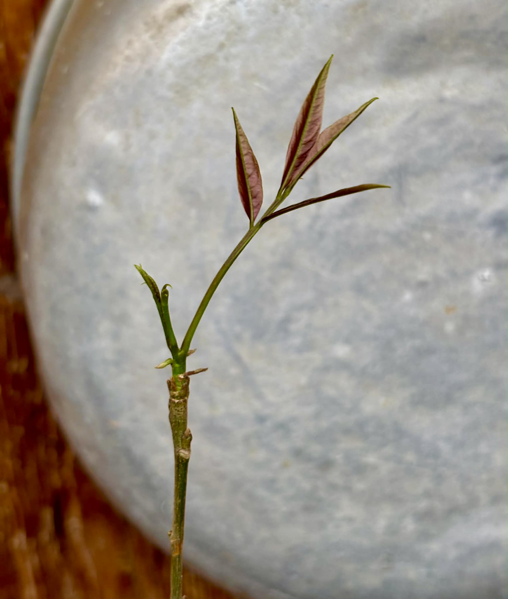 Talisia esculenta - Pitomba do Nordeste - 1 potted seedling / 1 getopfter Sämling