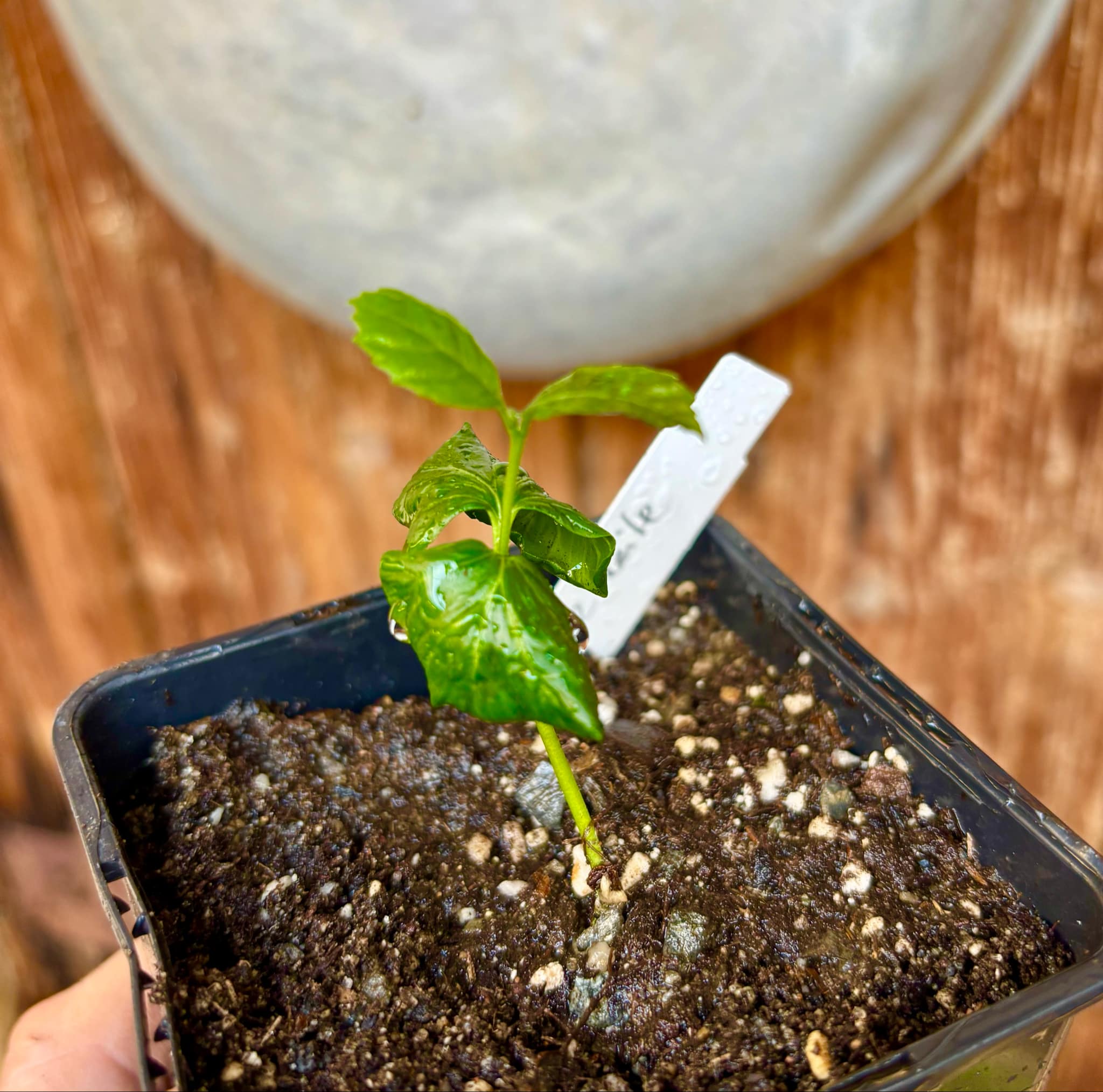 Cordia taguahyensis - Frutinha de Leite- 1 small potted seedling / 1 kleiner, getopfter Sämling