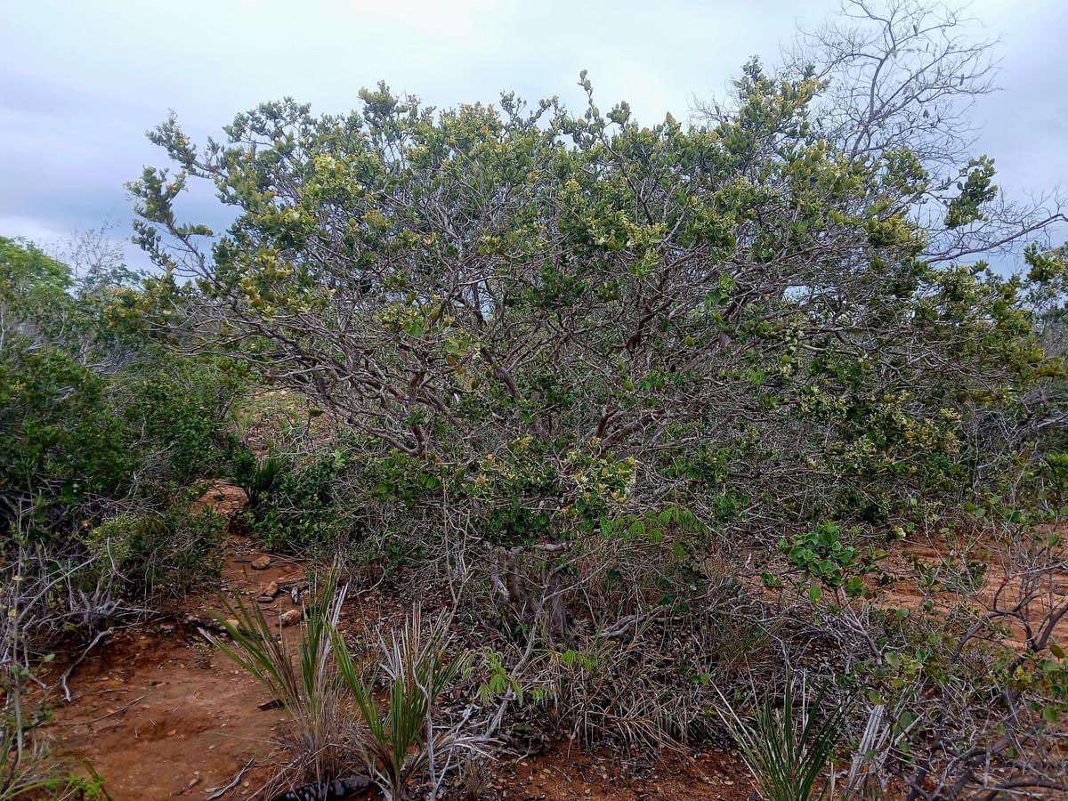 Bico Doce (Algrizea macrochlamys)  - 1 potted plant / 1 getopfte Pflanze