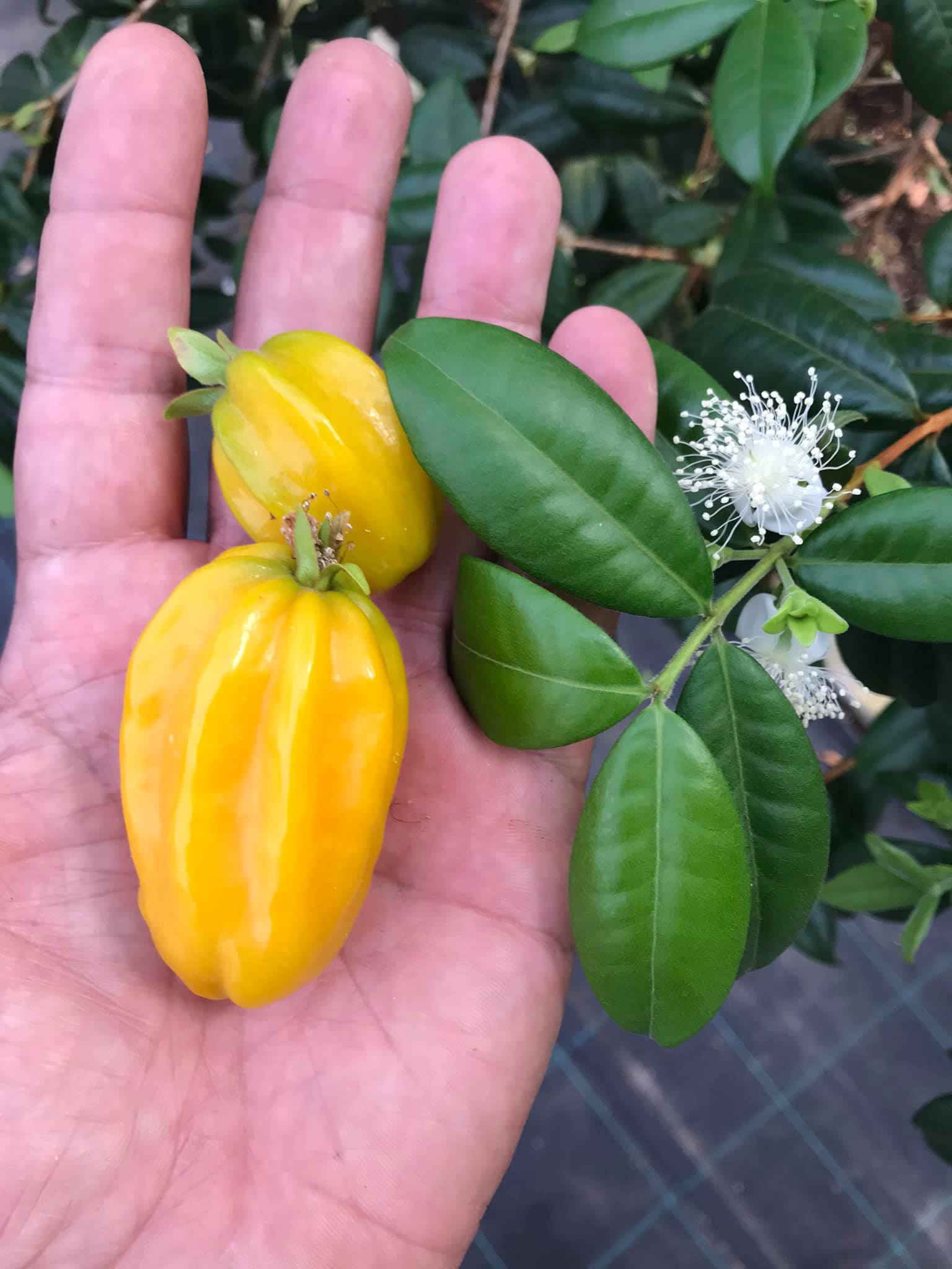 Eugenia selloi - Rare exotic plant - Seltene exotische Pflanze