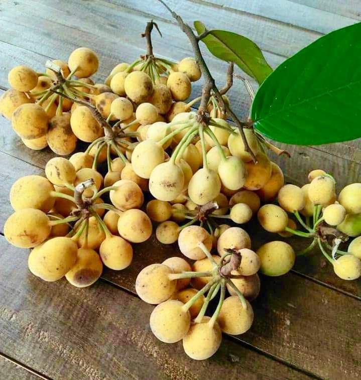 Uvaria sp Isan - 1 germinated seed / 1 gekeimter Samen