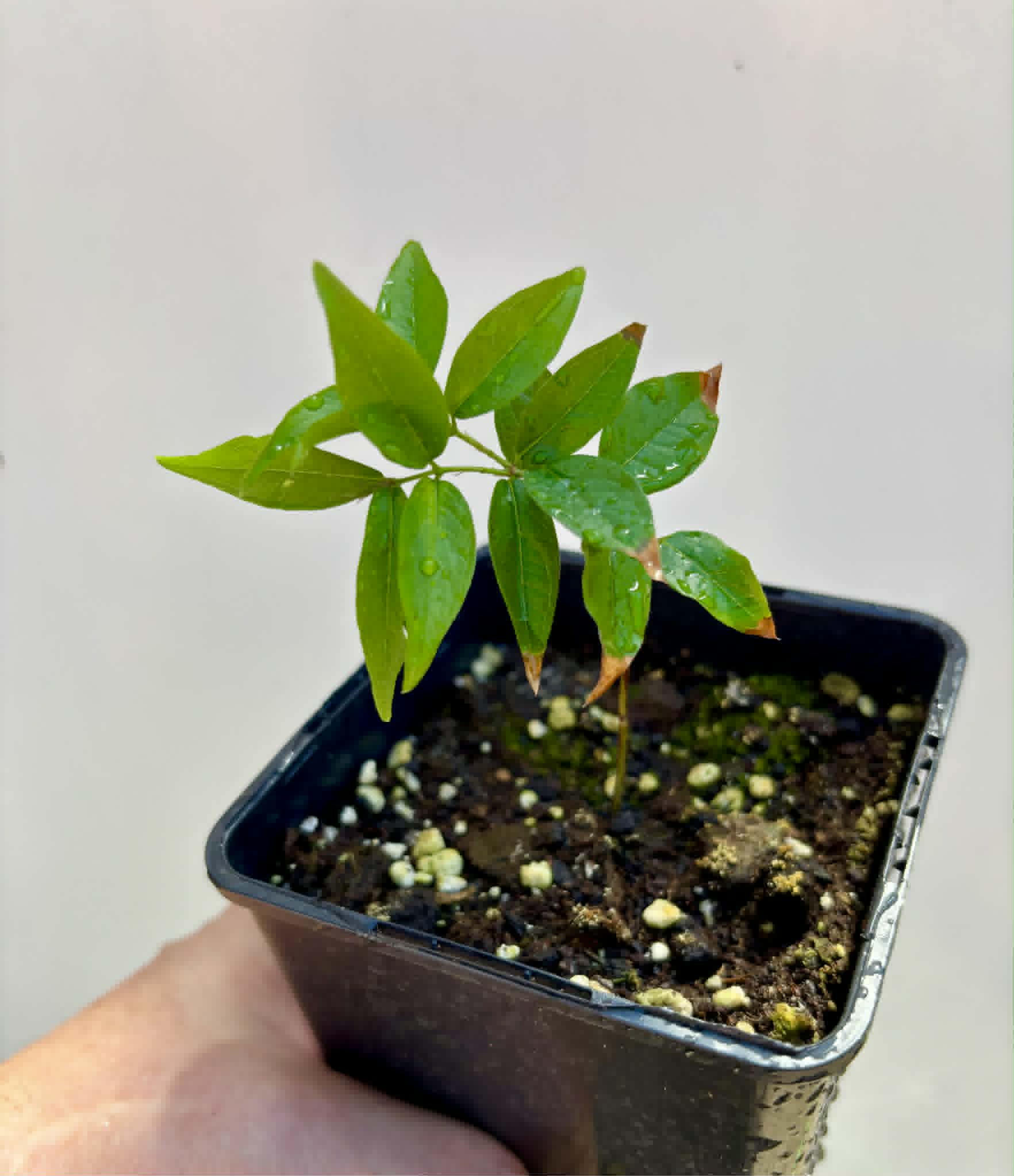 Plinia povedae - 1 potted seedling / 1 getopfter Sämling