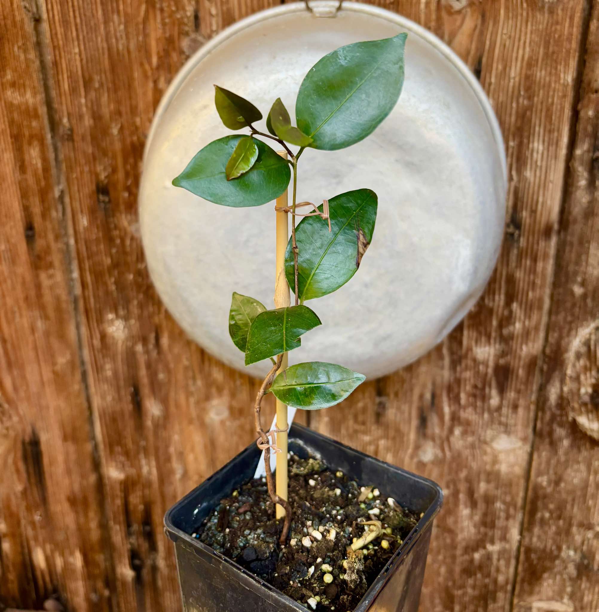 Eugenia copacabanensis - 1 potted plant / 1 getopfte Pflanze Eugenia copacabanensis - 1 potted plant / 1 getopfte Pflanze