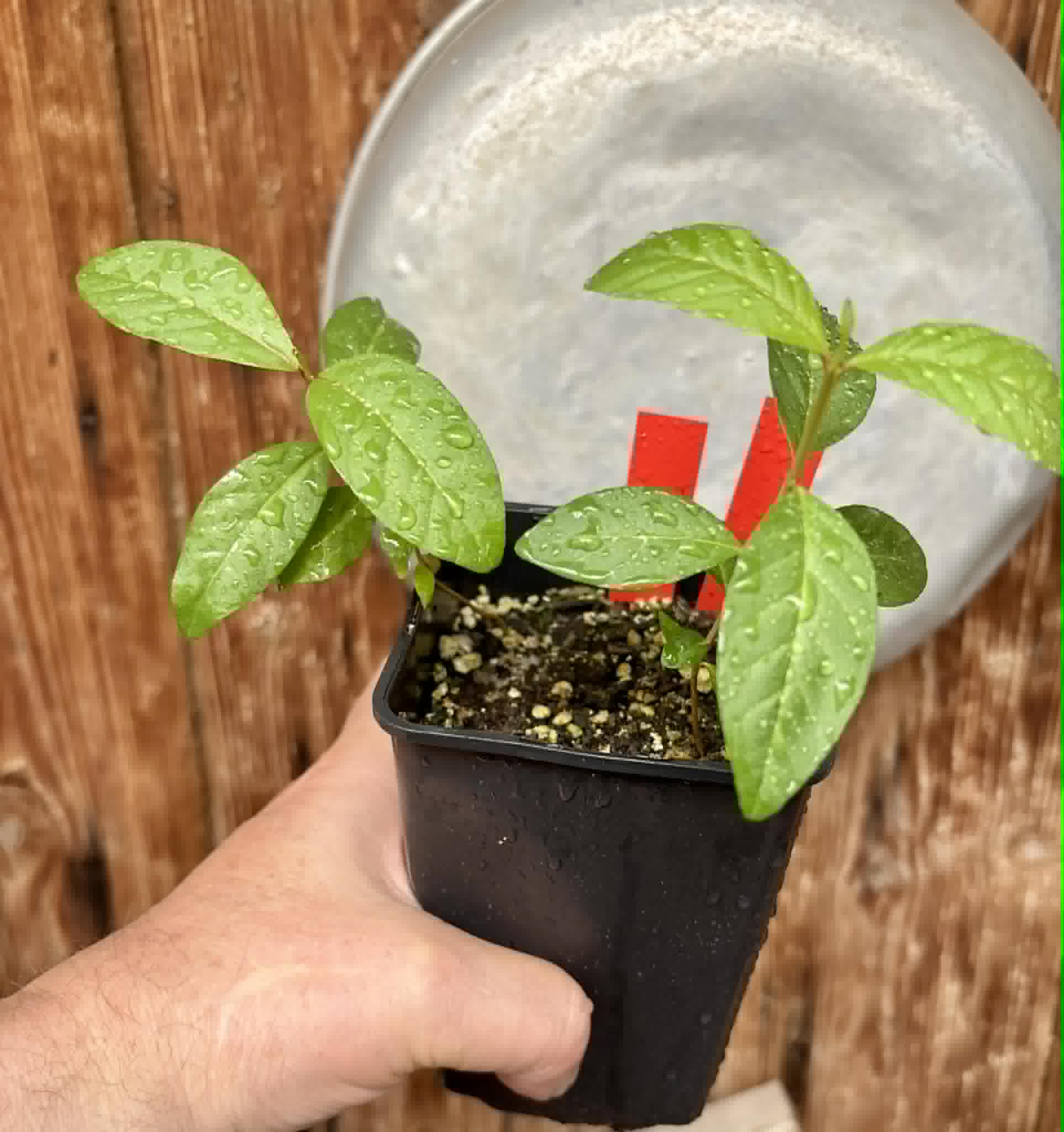 2 in 1 pot - Psidium guajava  "Paluma"  - 2 seedlings in one pot / 2 Sämlinge in einem Topf