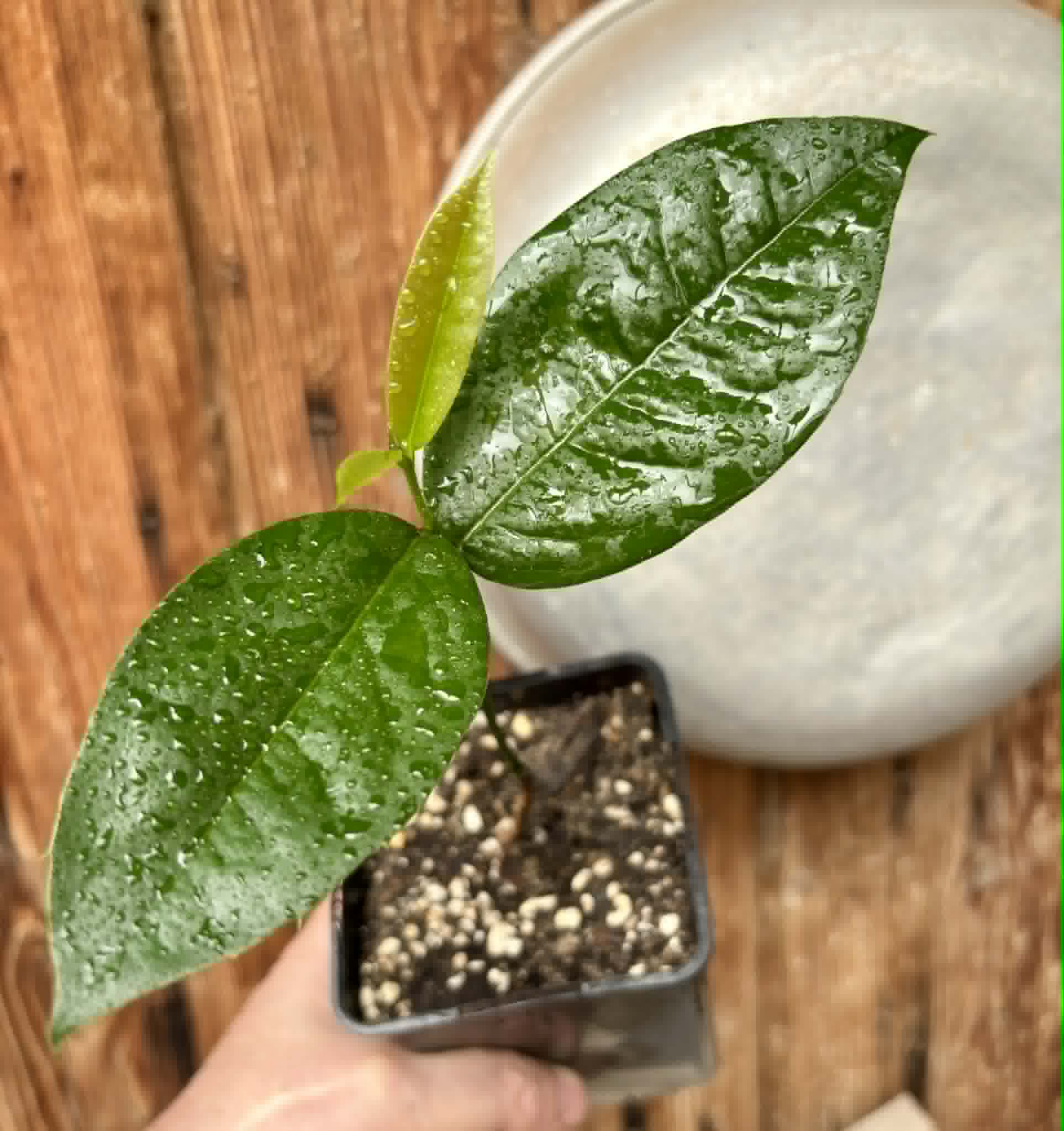 Zollernia ilicifolia - 1 potted seedling / 1 getopfter Sämling