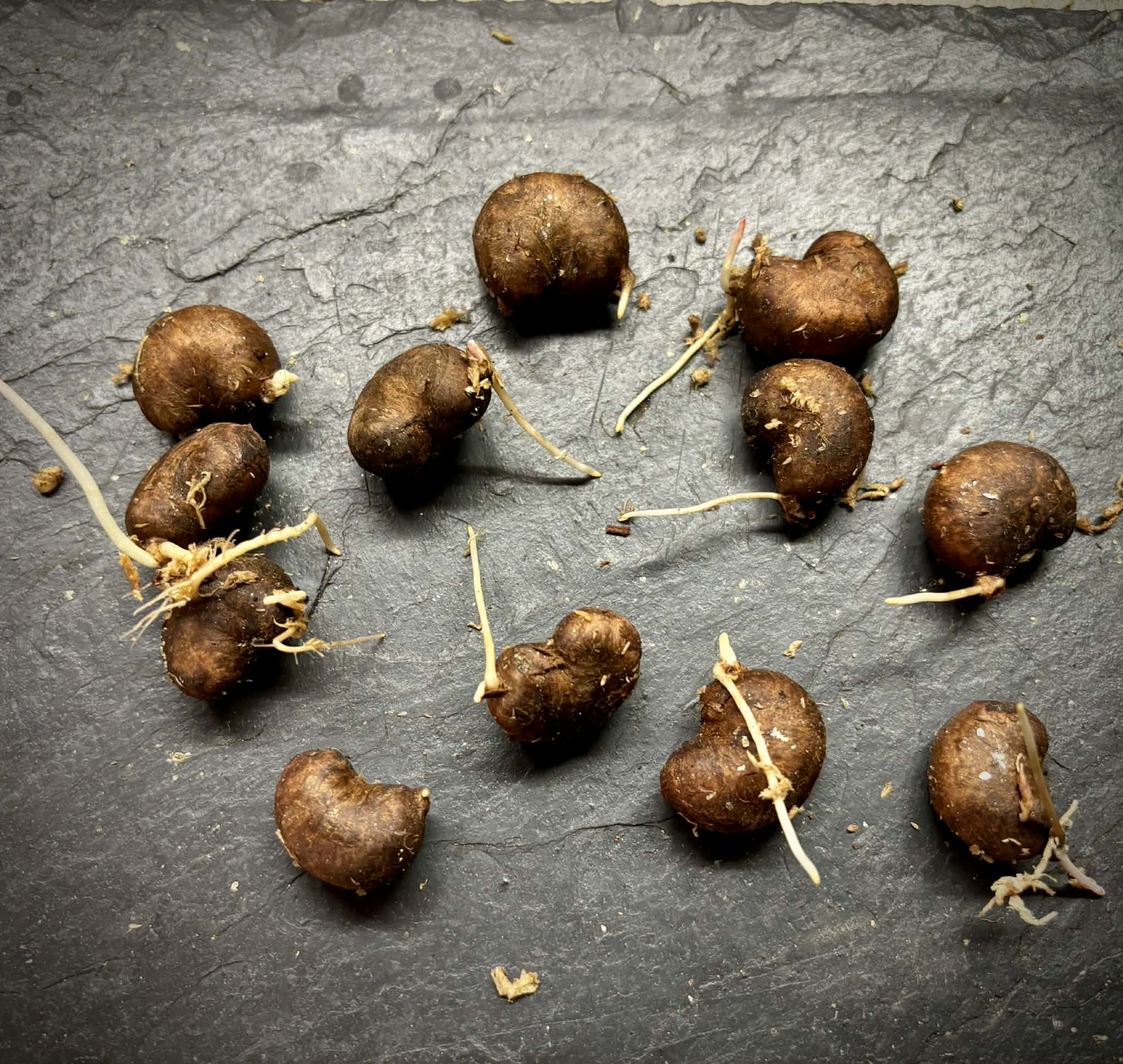Eugenia sp Pitanga-Acerola - 1 germinated seed / 1 gekeimter Samen