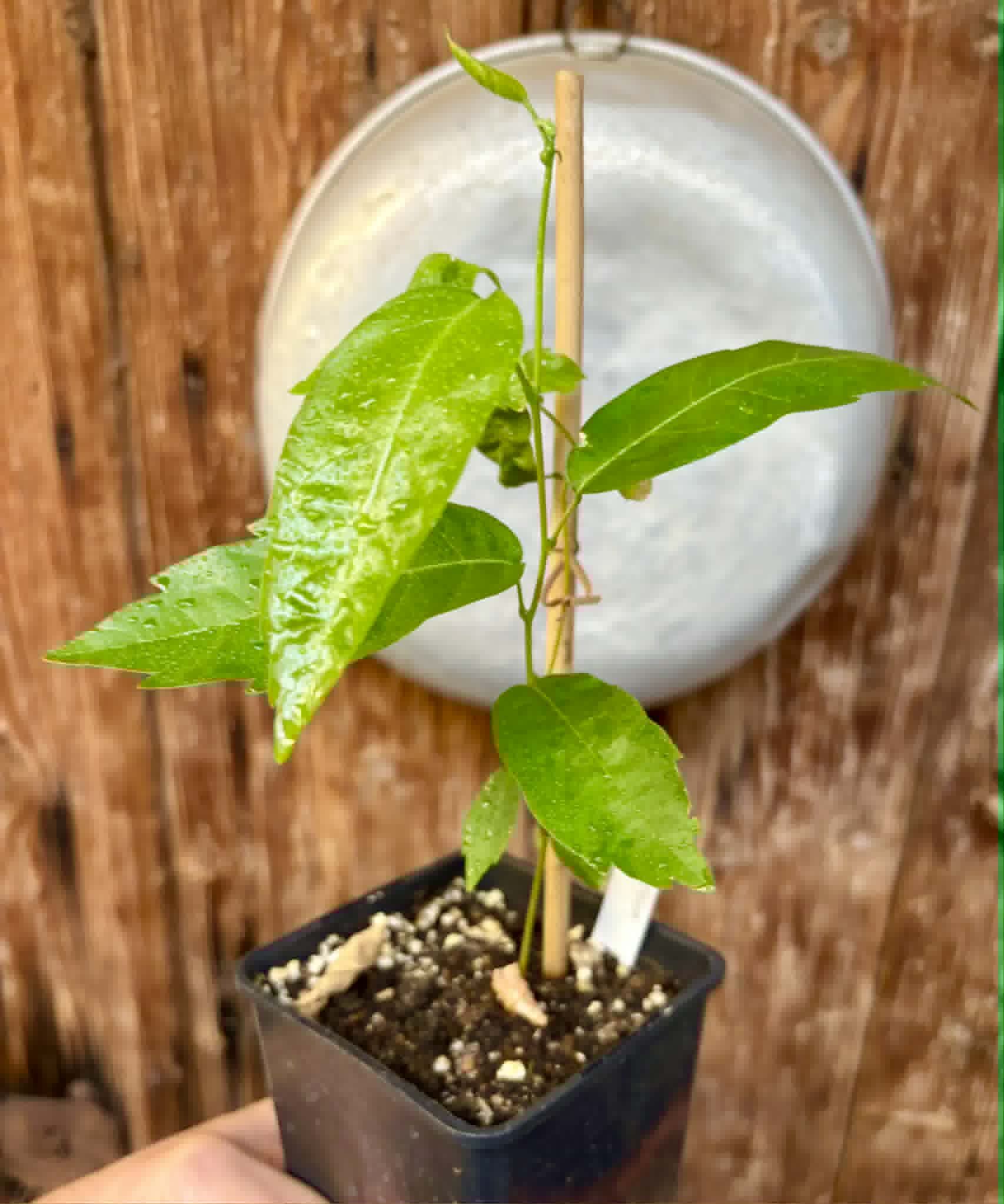 Guaraná (Paullinia cupana) - 1 potted seedling / 1 getopfter Sämling
