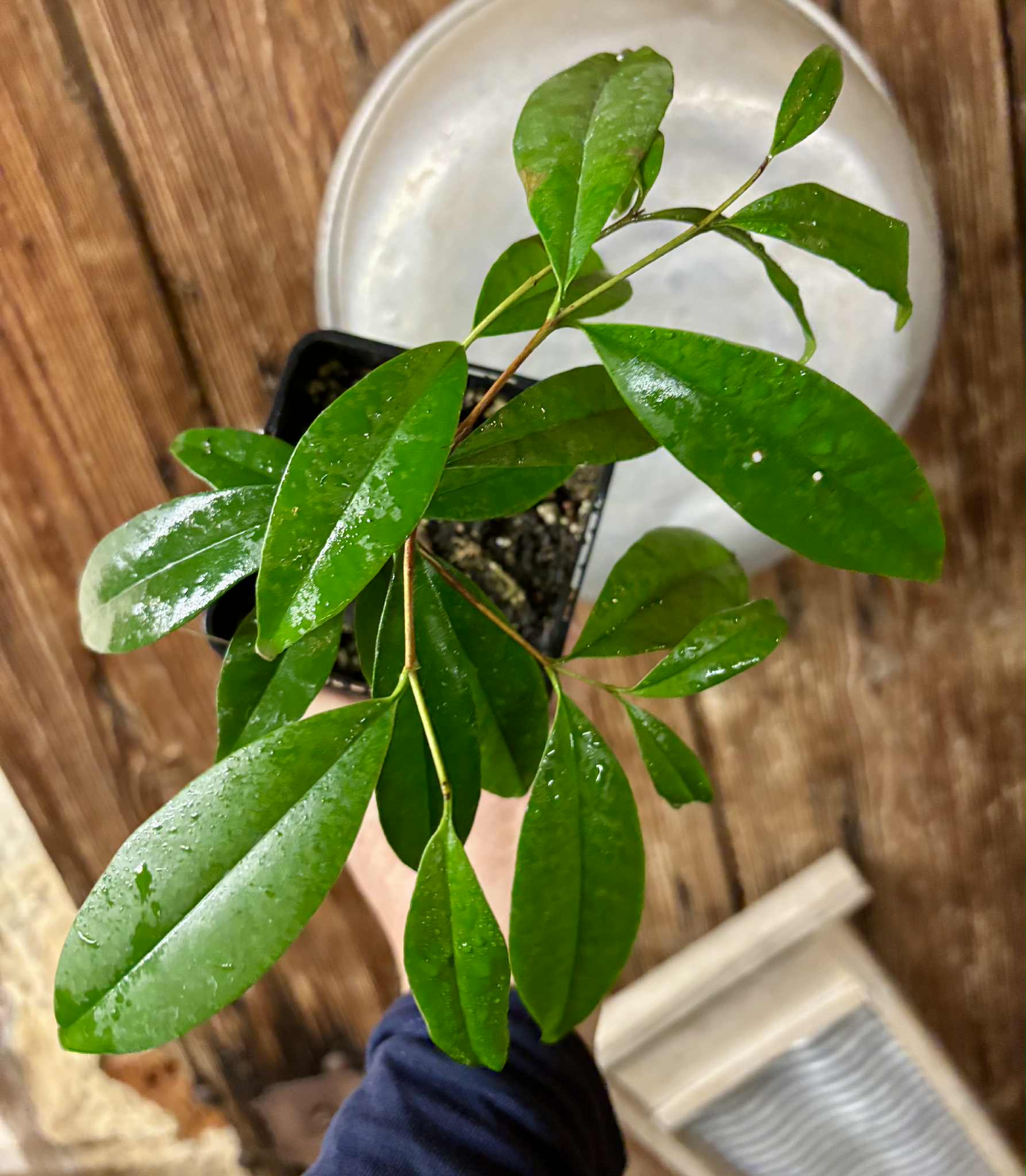 Cereja Grande da Bahia (Eugenia sp) - 1 potted plant / 1 getopfte Pflanze