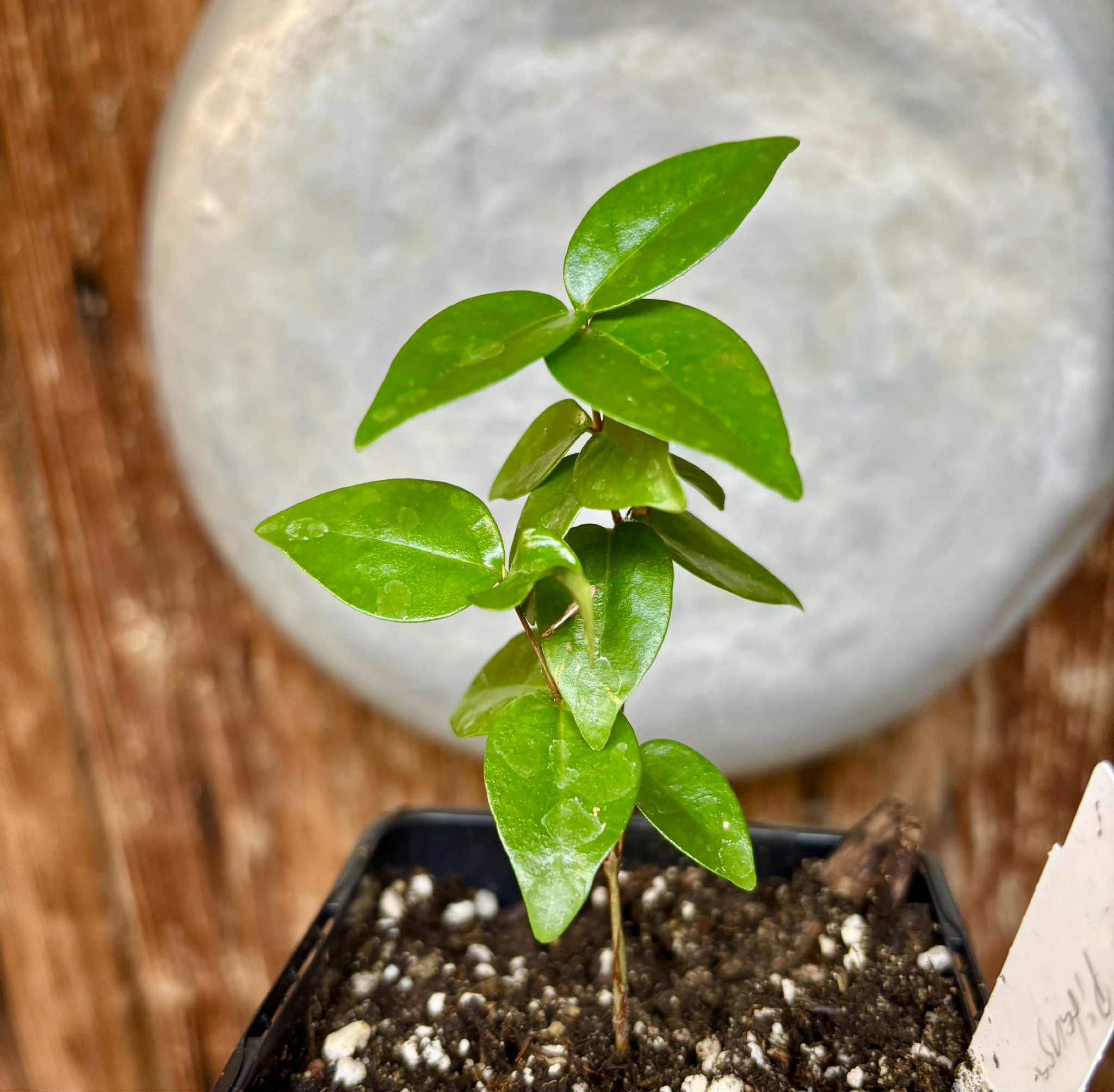 Eugenia uniflora var. Teneriffa  - 1 small potted seedling / 1 kleiner, getopfter Sämling
