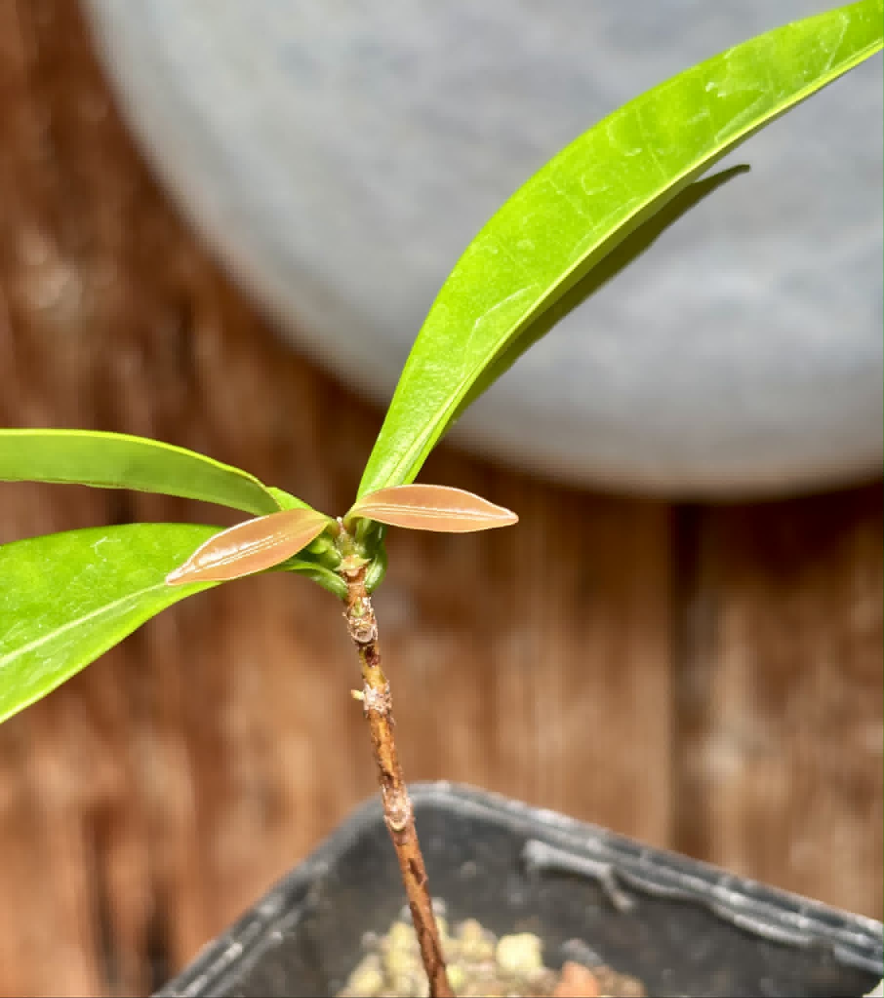 Eugenia sp Batinga Verdadeira -  1 potted plant / 1 getopfte Pflanze