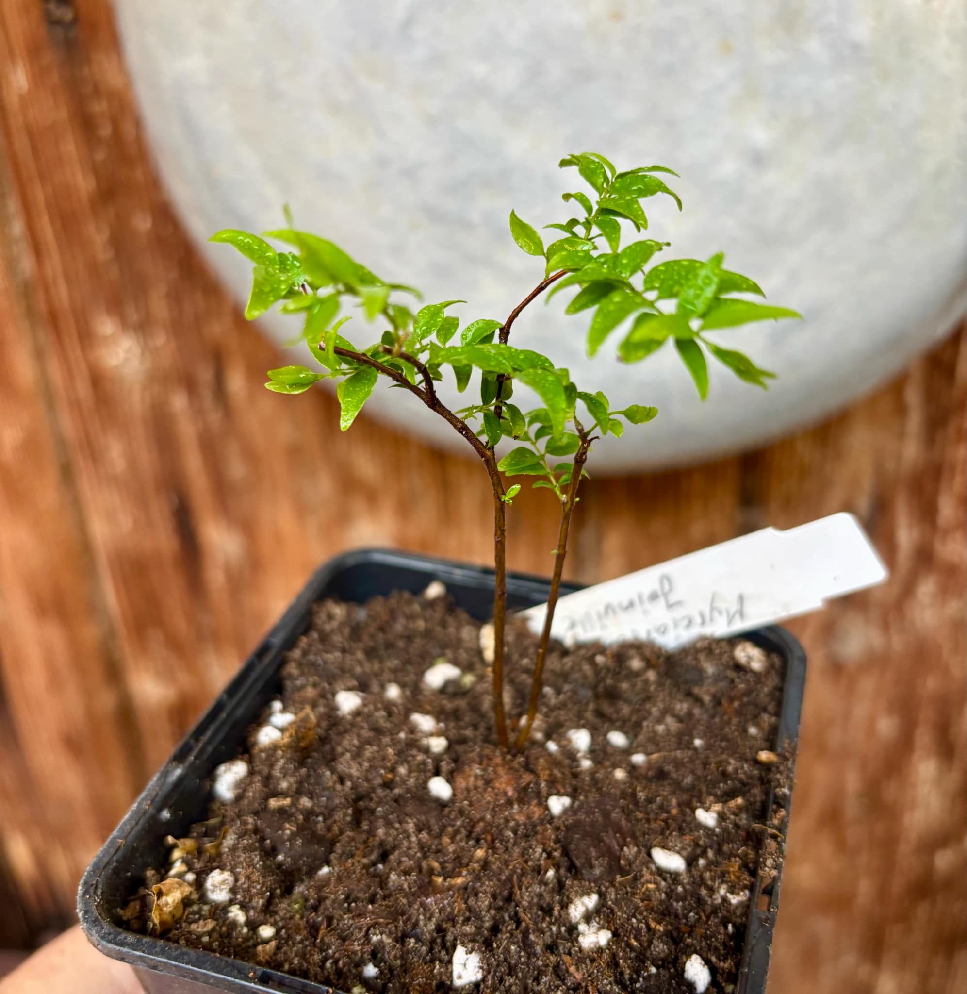 Myrciaria sp Joinville - 1 potted plant / 1 getopfte Pflanze Myrciaria sp Joinville - 1 potted plant / 1 getopfte Pflanze