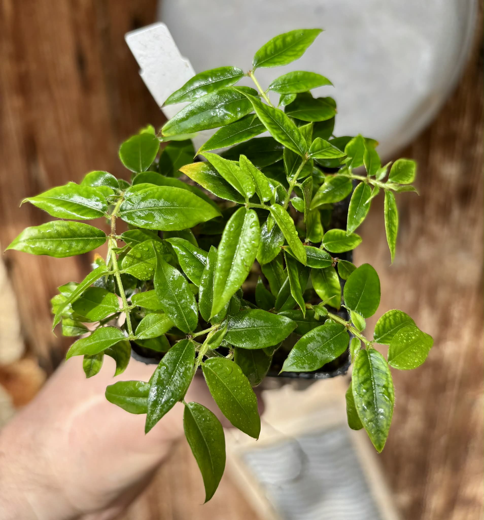 6 in 1 pot - Jaboticaba - Plinia sp Pingo de Mel (Vilela A3) -  6 potted seedlings / 6  getopfte Sämlinge