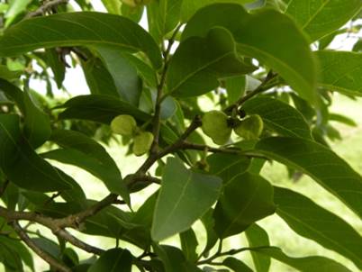 Annona neolaurifolia - 1 potted plant / 1 getopfte Pflanze