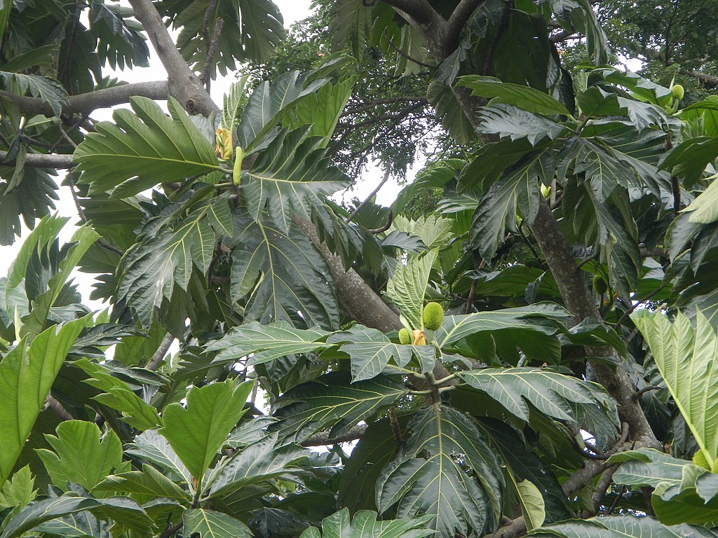 Pre Order - Breadnut (Artocarpus camansi) - 1 fresh seed / 1 frischer Samen
