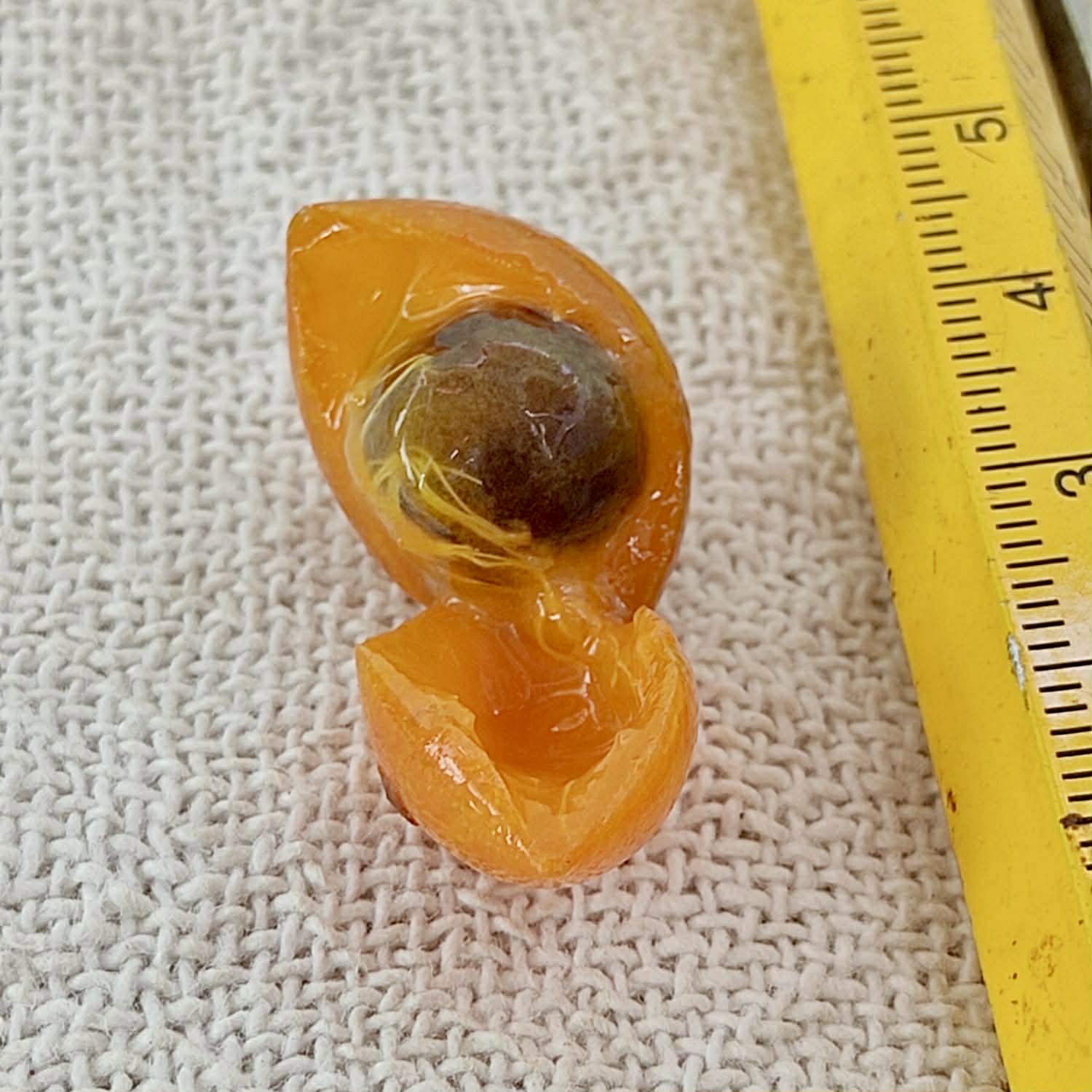 only 10 seeds - Pre Order - Myrciaria sp Itacare - 1 fresh seed / 1 frischer Samen