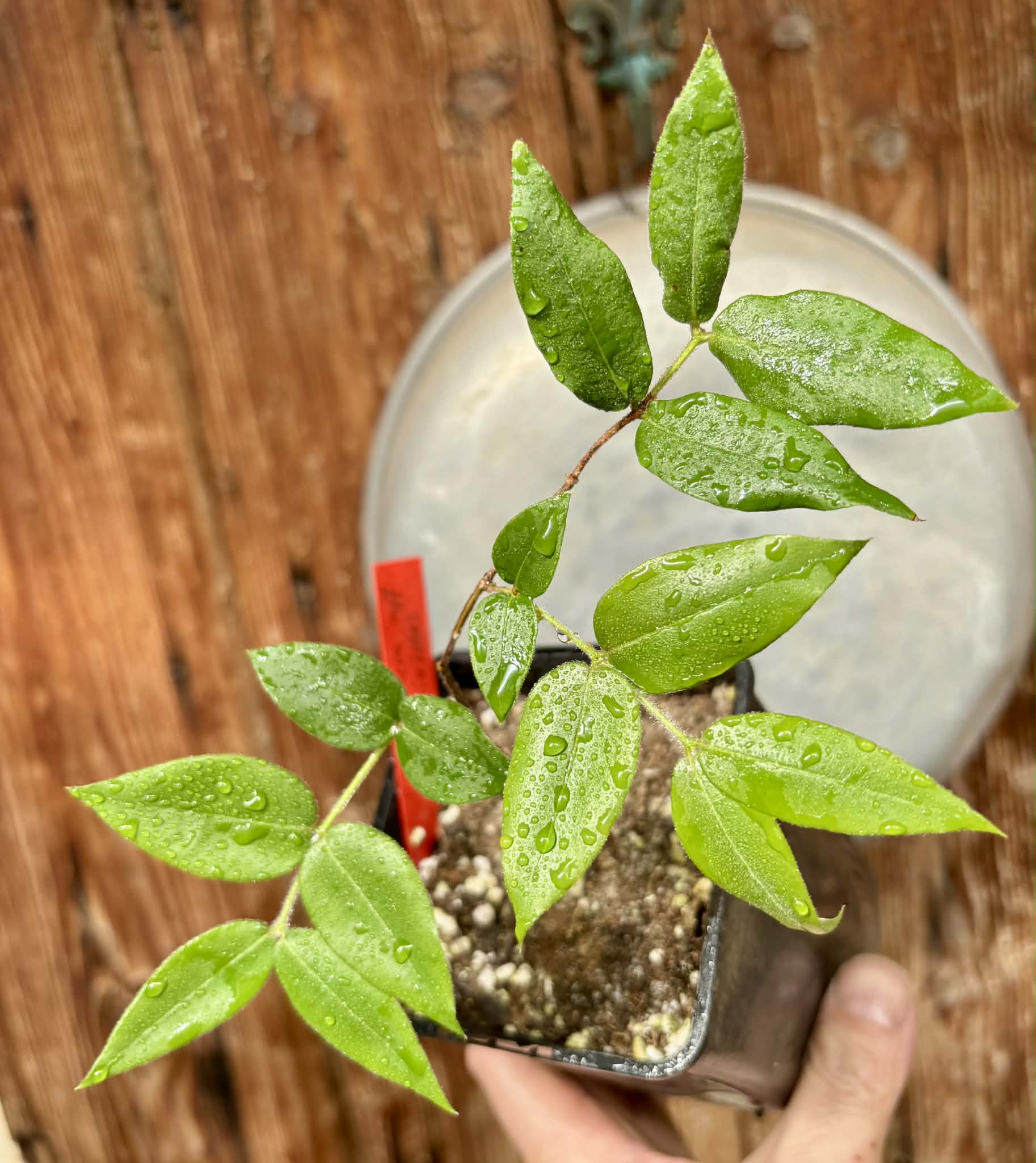 Myrciaria aff plinioides-  1 potted seedling / 1 getopfter Sämling