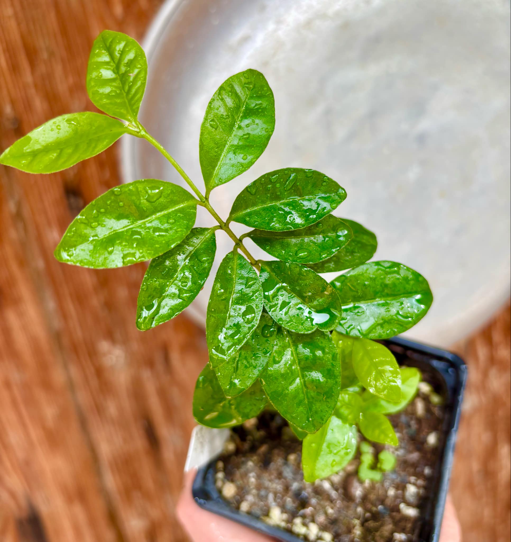 Purple Forest Guave - Psidium myrtoides  - 1 small potted seedling / 1 kleiner, getopfter Sämling