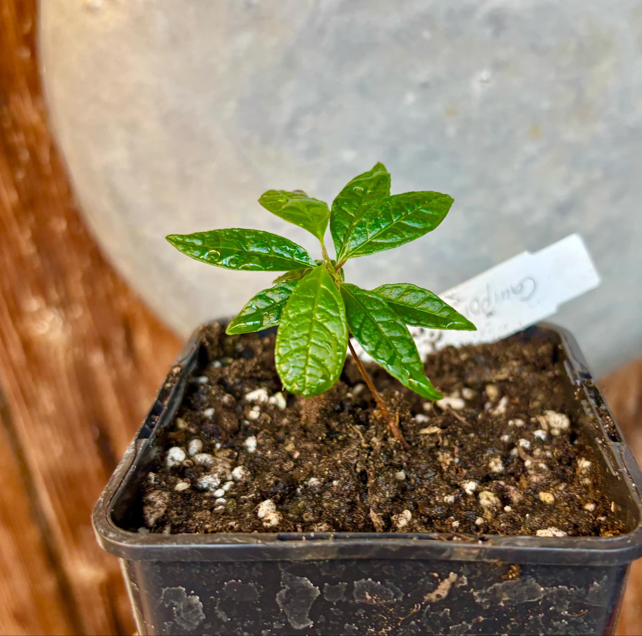 Campomanesia dichotoma - 1 small potted plant / 1 kleine getopfte Pflanze